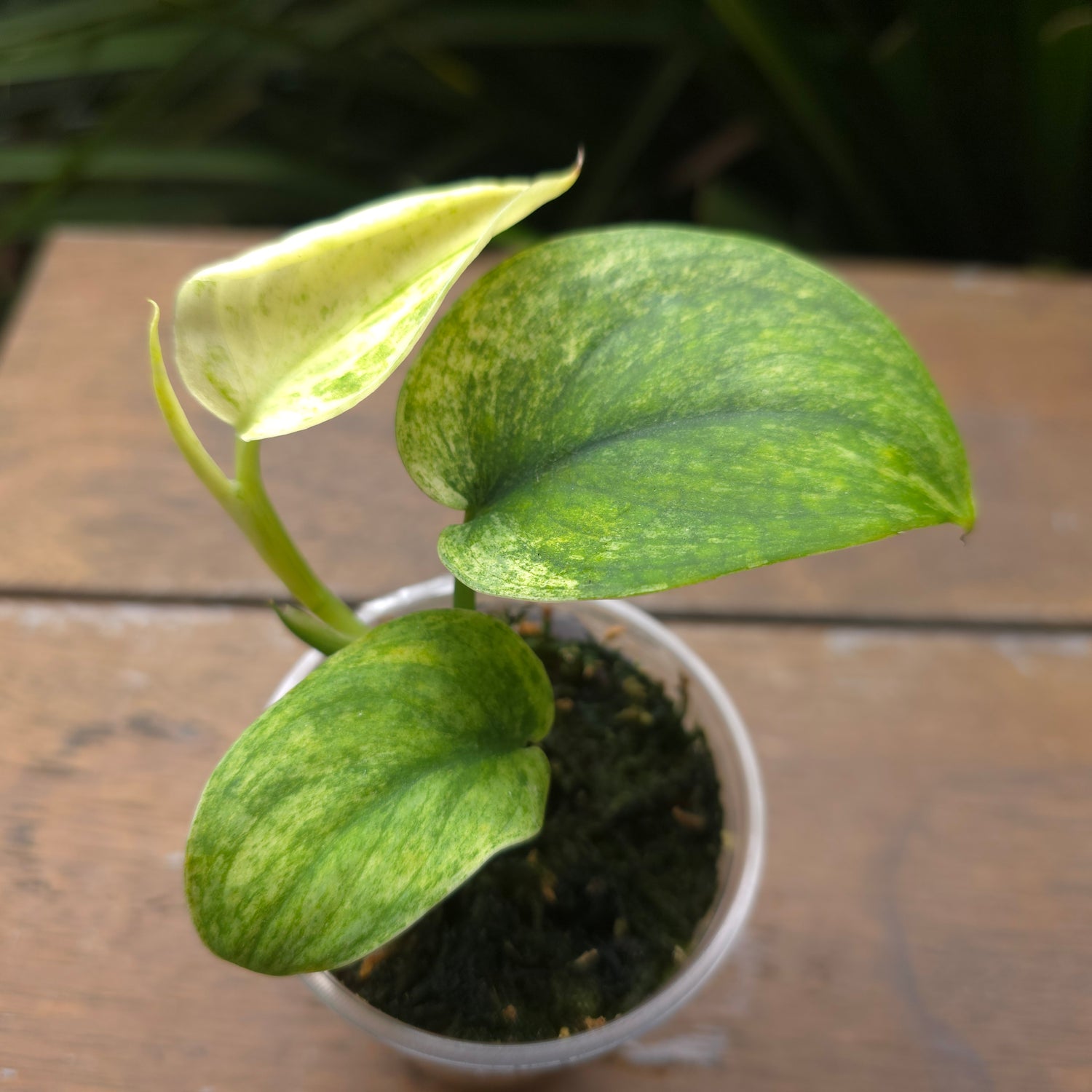 UPDATED PICS Rare Scindapsus Jade Satin white Mint Variegated established plant non tc