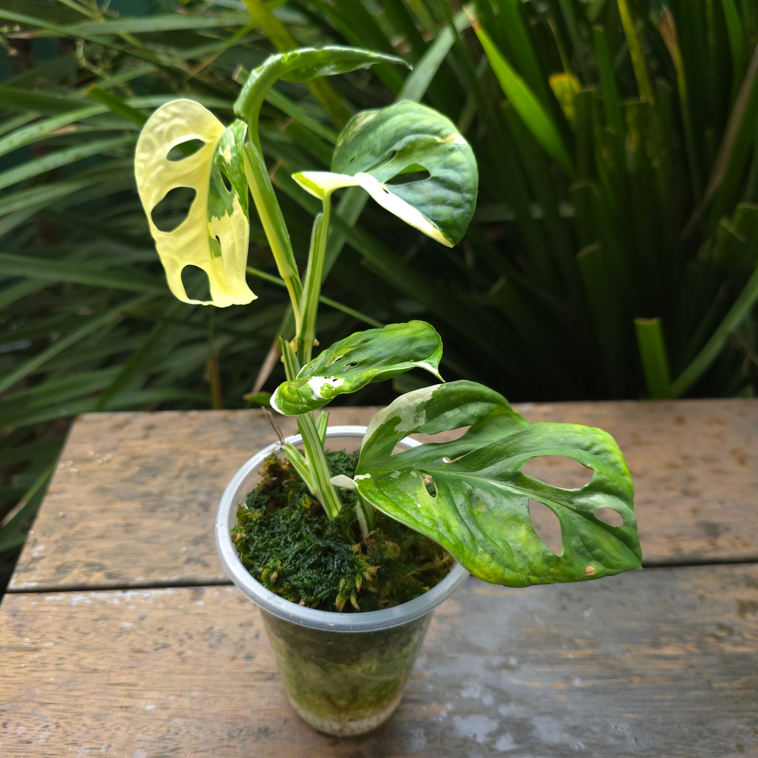 Rare Monstera Adansonii Albo Variegated established plant non tc