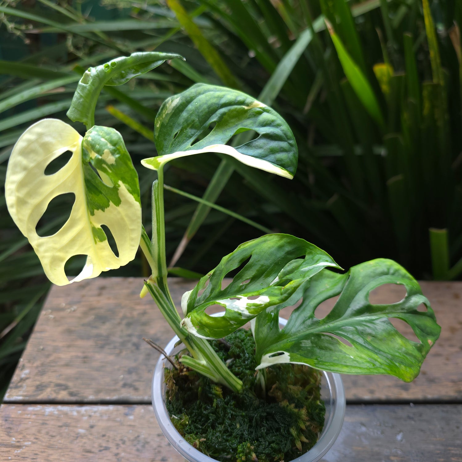 Rare Monstera Adansonii Albo Variegated established plant non tc