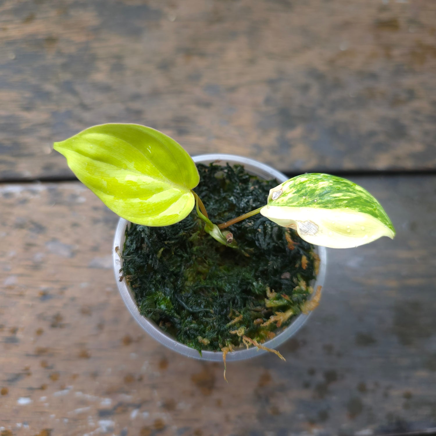 Rare Philodendron Micans highly Variegated established baby plant (C)