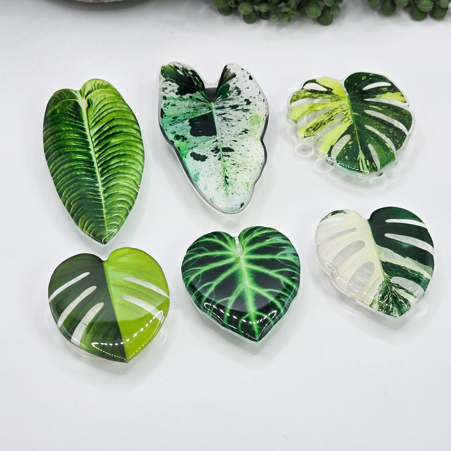 Rare Houseplants Mobile Phone Grips - 6 to choose from