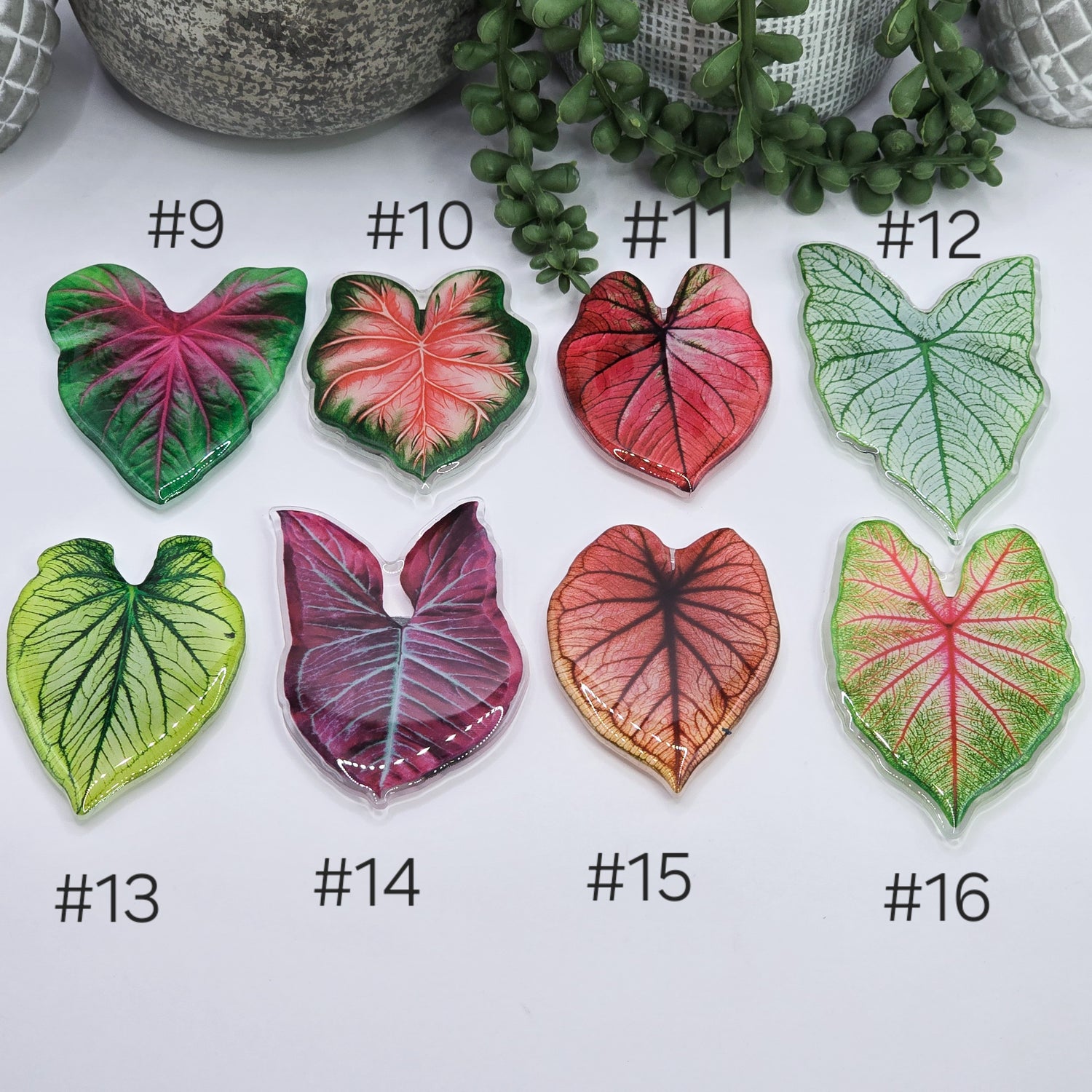 More Caladium Acrylic Fridge Magnets - 8 to choose from