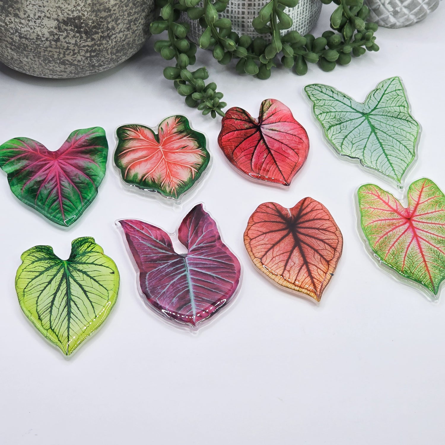 More Caladium Acrylic Fridge Magnets - 8 to choose from