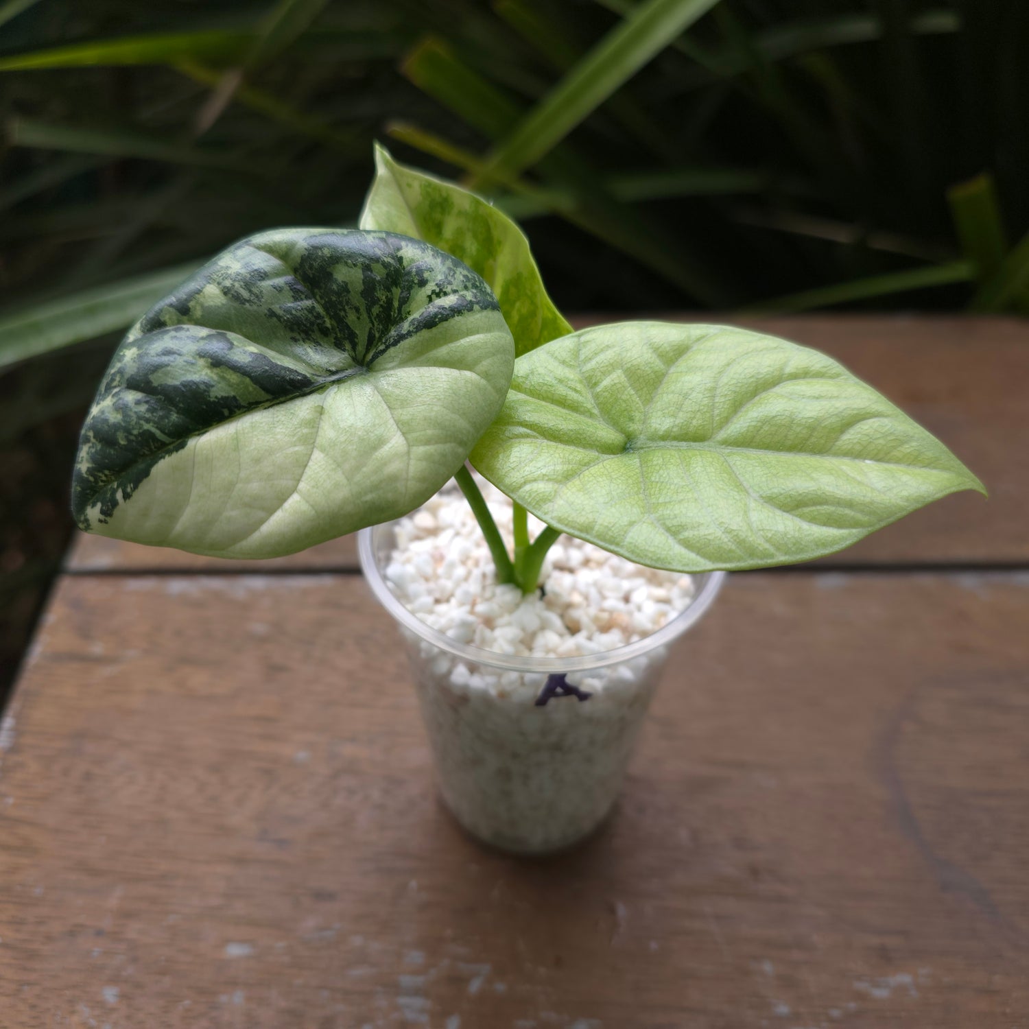 🌿Super Rare🌿 Alocasia Sinuata Mint variegated plant (A)