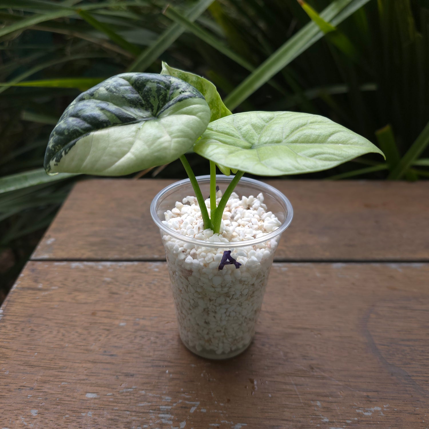 🌿Super Rare🌿 Alocasia Sinuata Mint variegated plant (A)