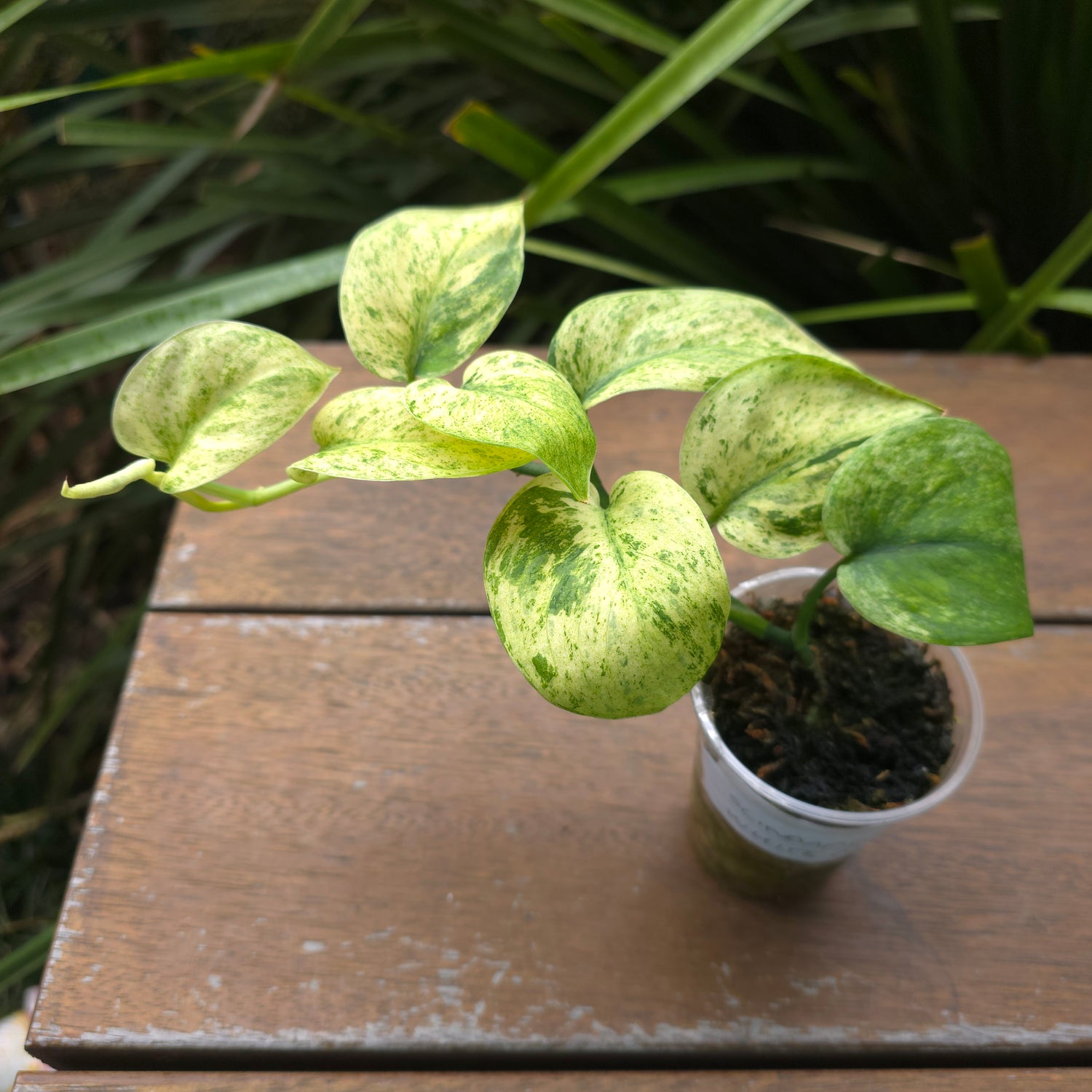 Rare Scindapsus Jade Satin white Mint Variegated established plant non tc