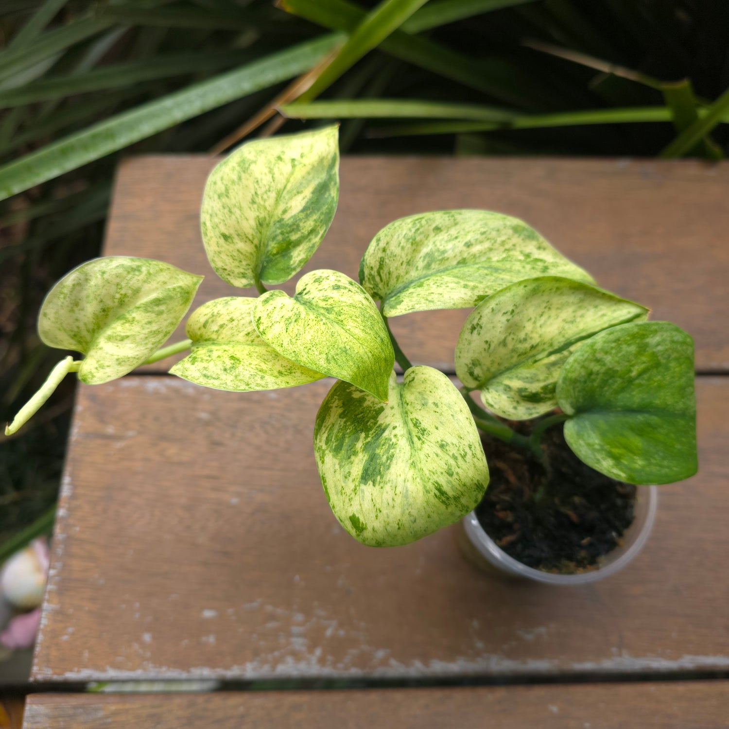 Rare Scindapsus Jade Satin white Mint Variegated established plant non tc