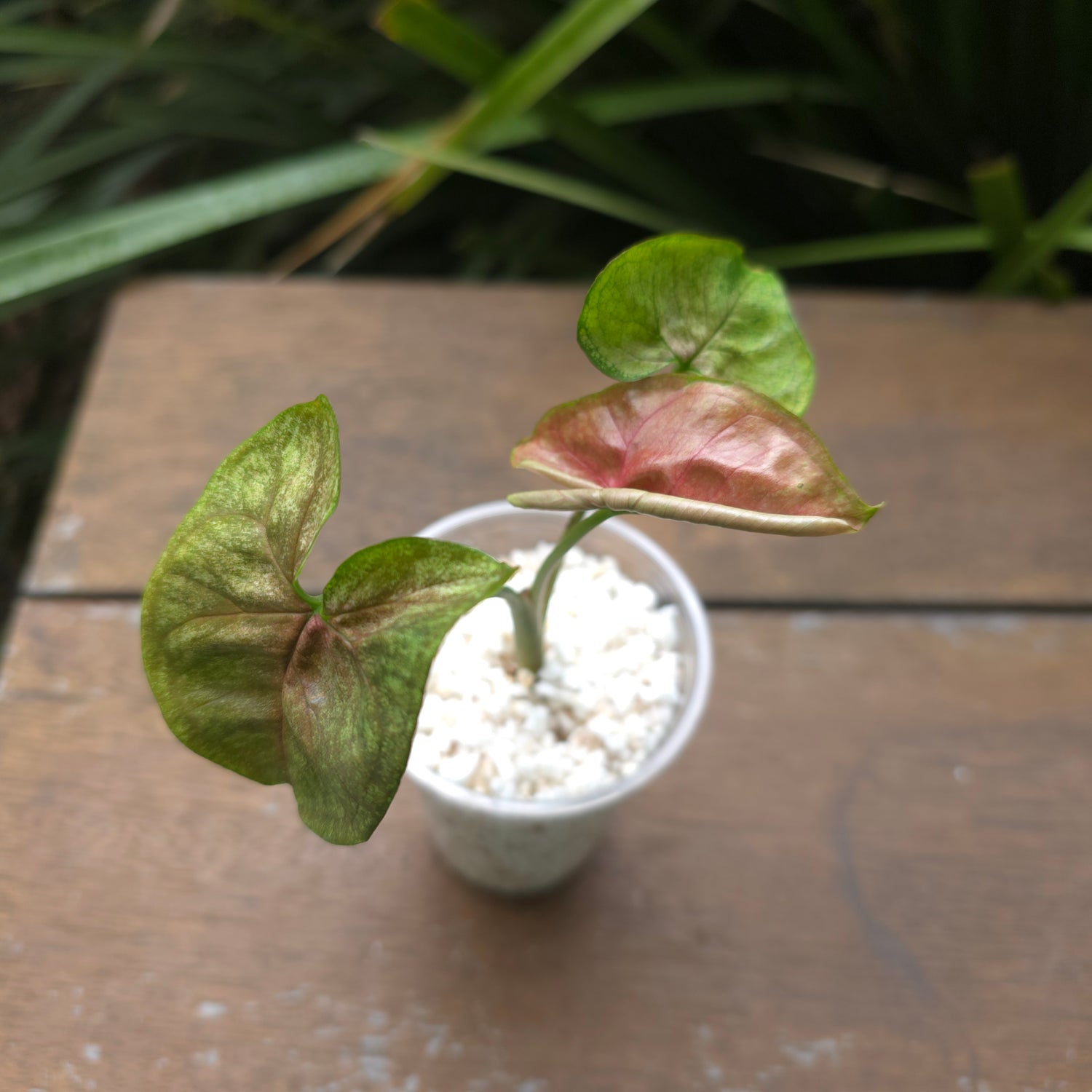 Rare Syngonium Matcha Sprinkle established plant Non TC