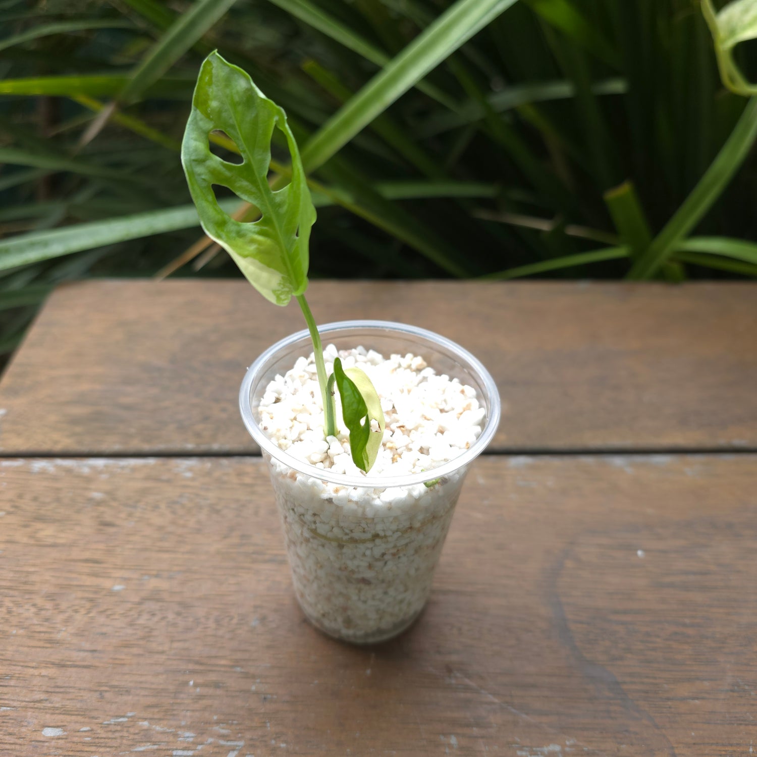 Rare Monstera Adansonii Albo Variegated baby plant non tc