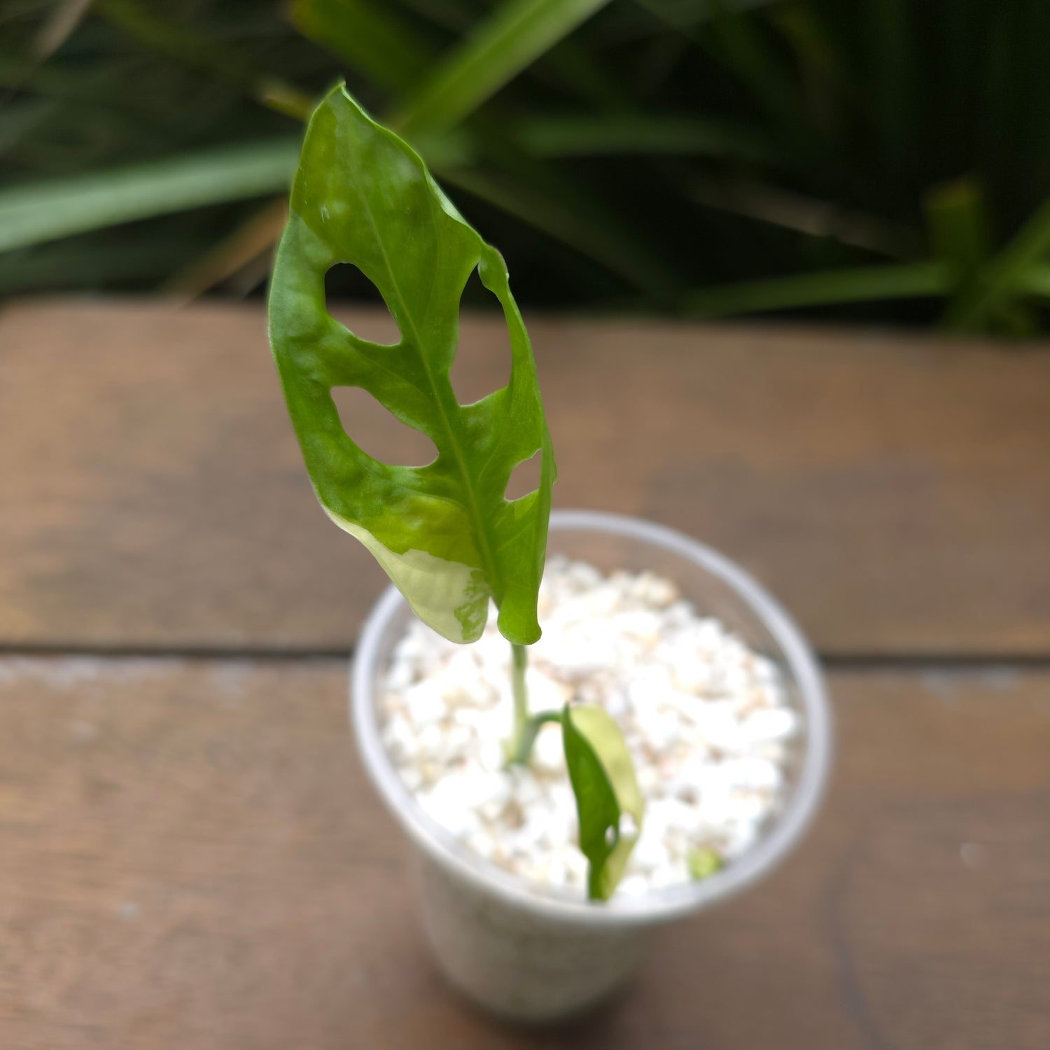 Rare Monstera Adansonii Albo Variegated baby plant non tc