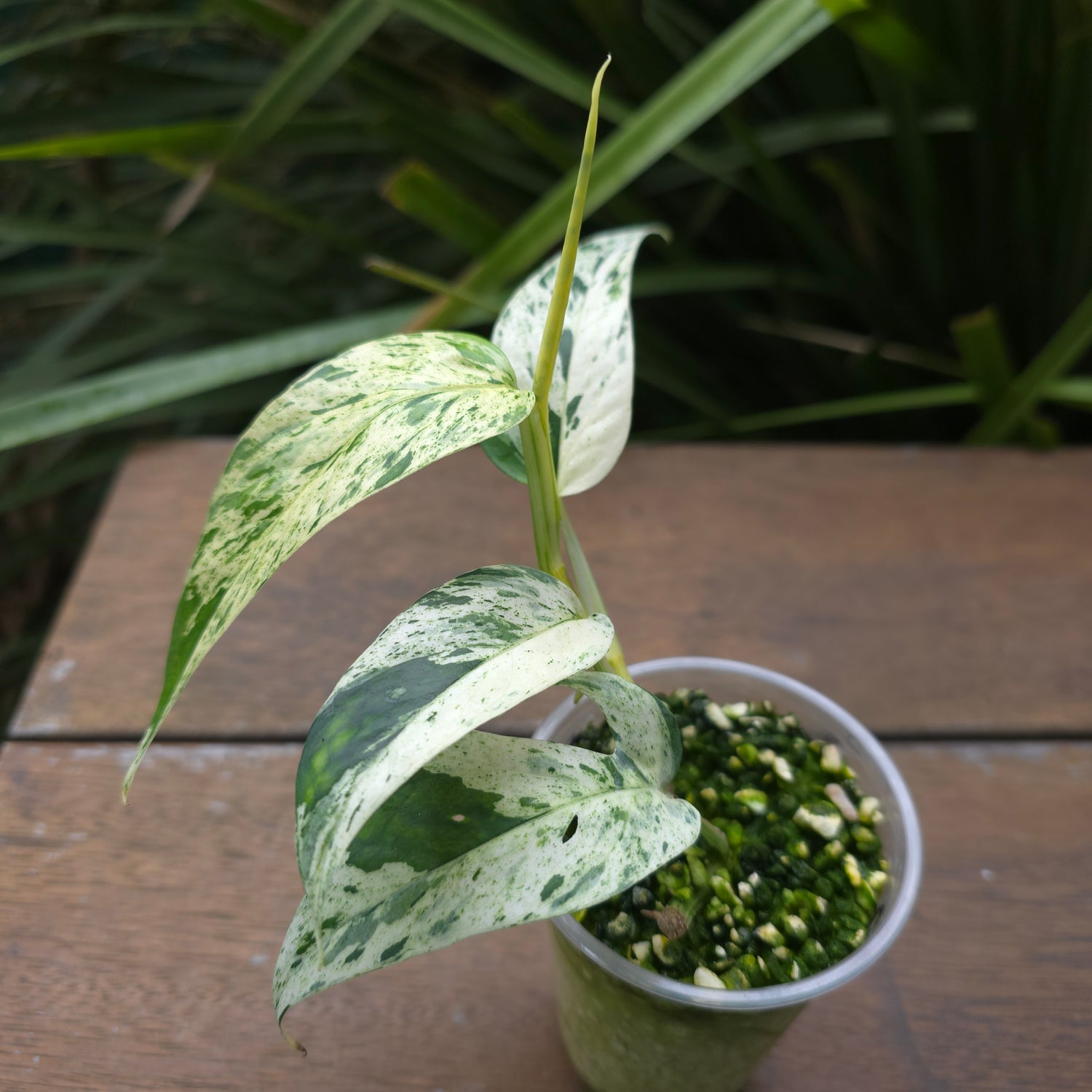 Rare Epipremnum Pinnatum Marble variegated established plant (B)