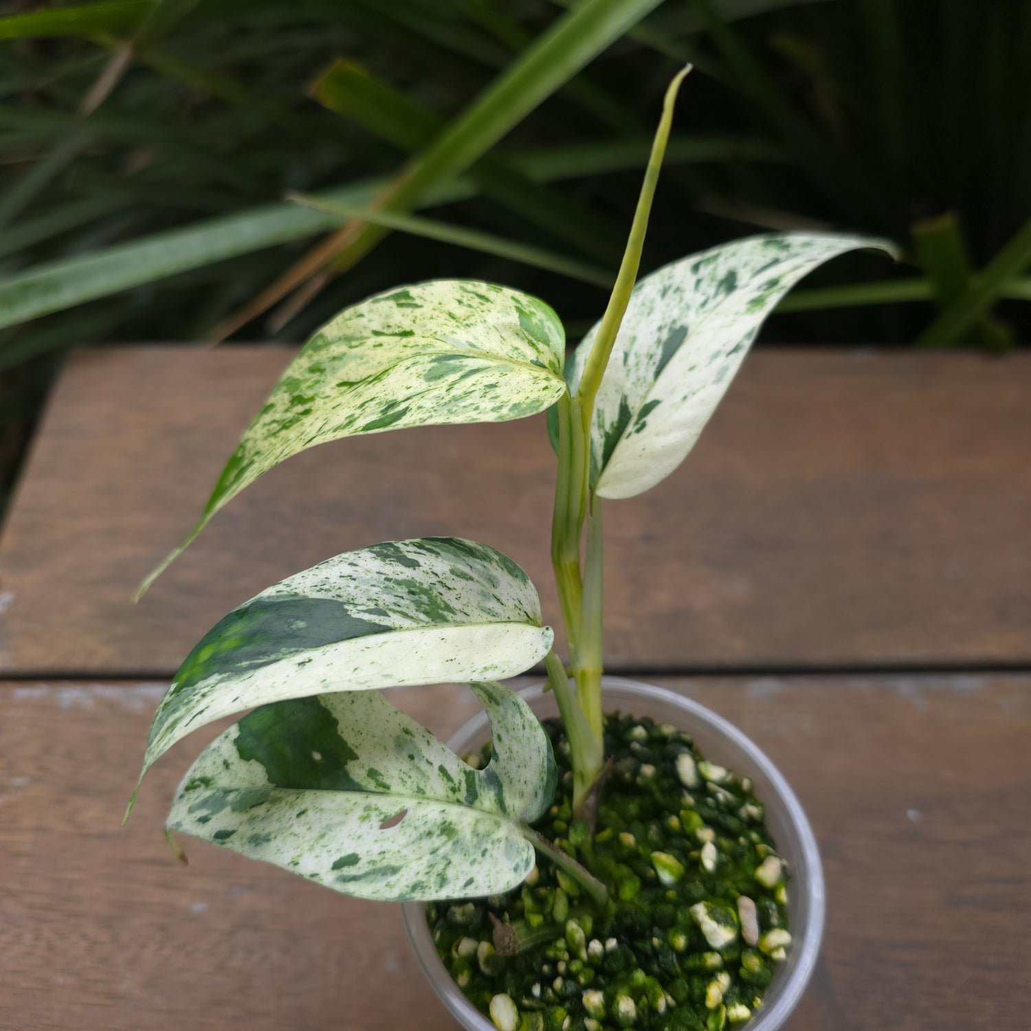 Rare Epipremnum Pinnatum Marble variegated established plant (B)