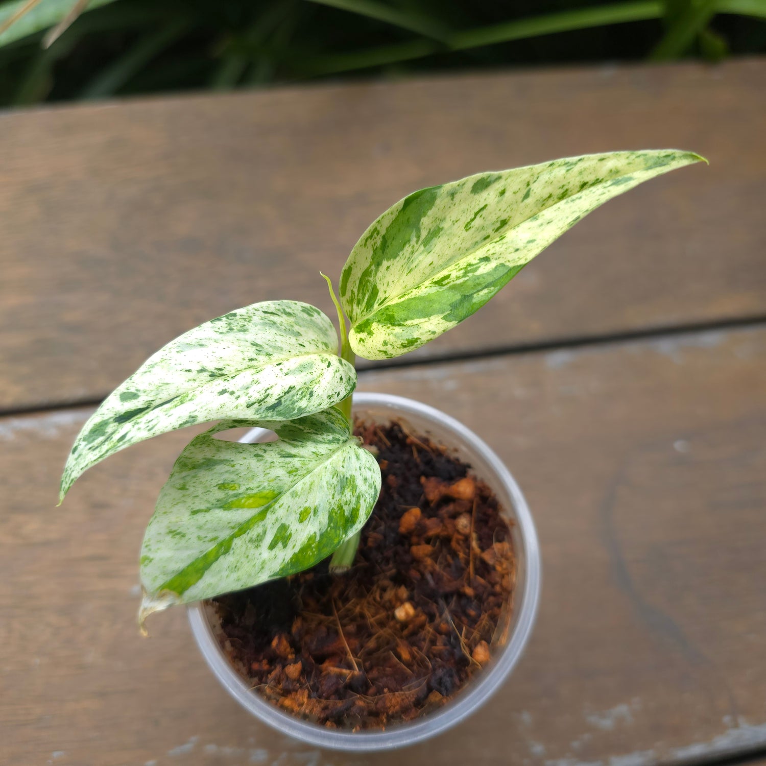 Rare Epipremnum Pinnatum Marble variegated established little plant (c) non tc