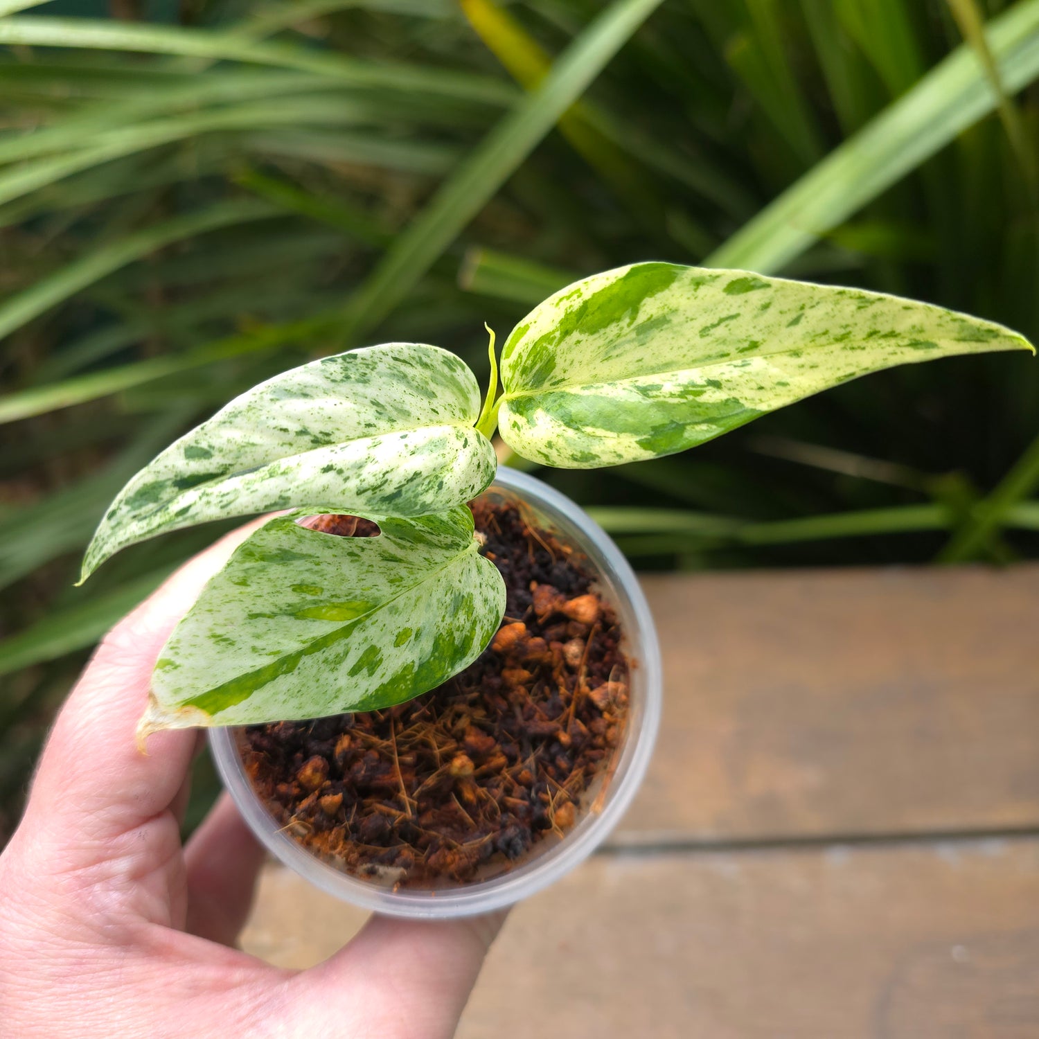 Rare Epipremnum Pinnatum Marble variegated established little plant (c) non tc