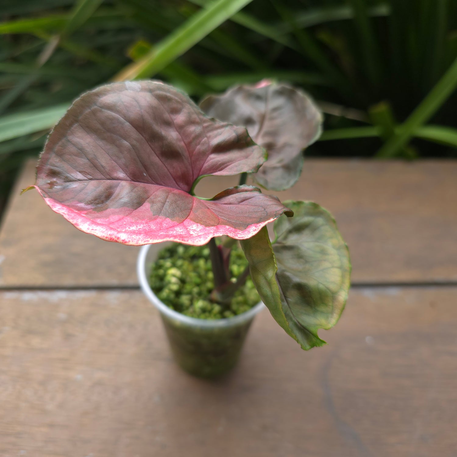 Rare Syngonium Strawberry Ice established plant (A)