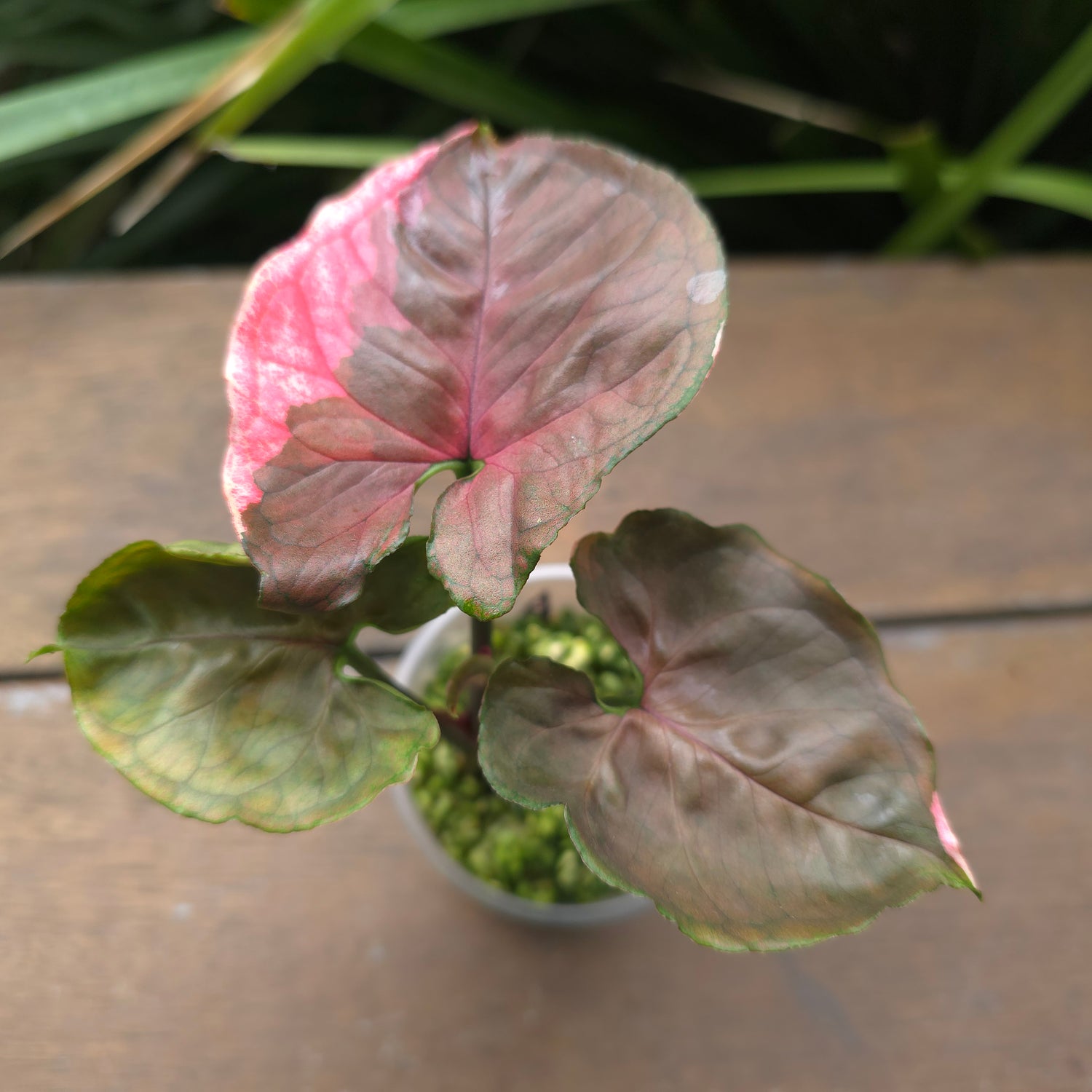 Rare Syngonium Strawberry Ice established plant (A)