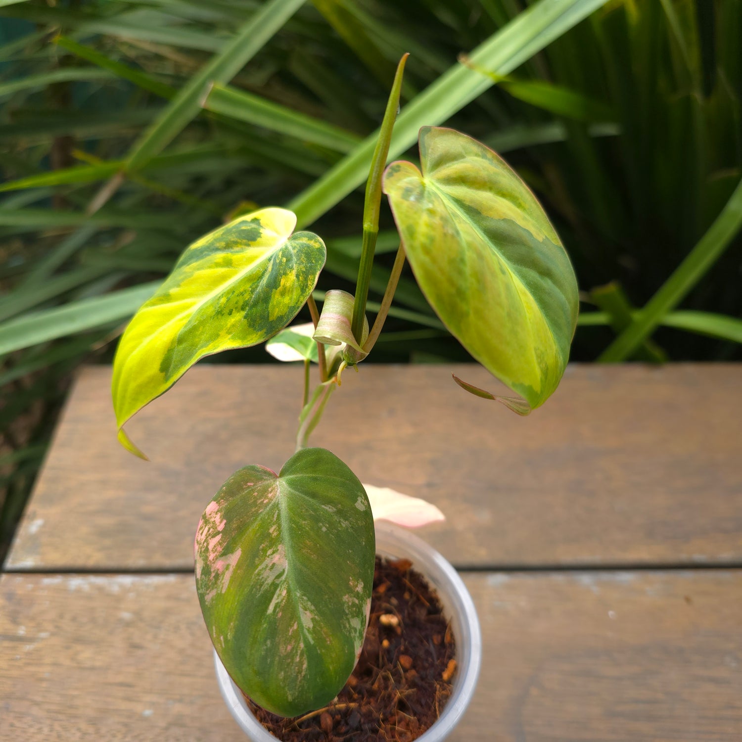 Rare Philodendron Micans Variegated est plant non tc (A)