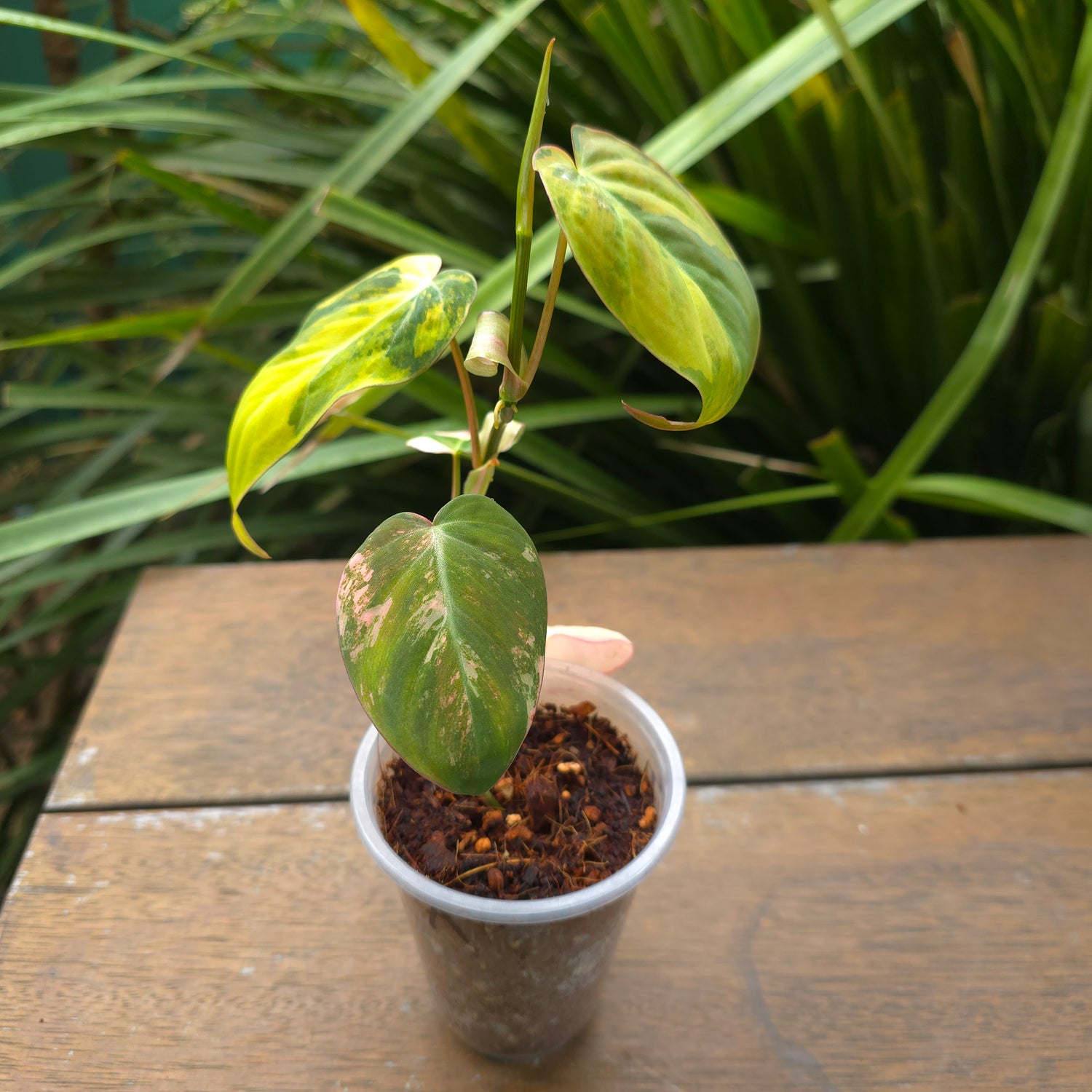 Rare Philodendron Micans Variegated est plant non tc (A)