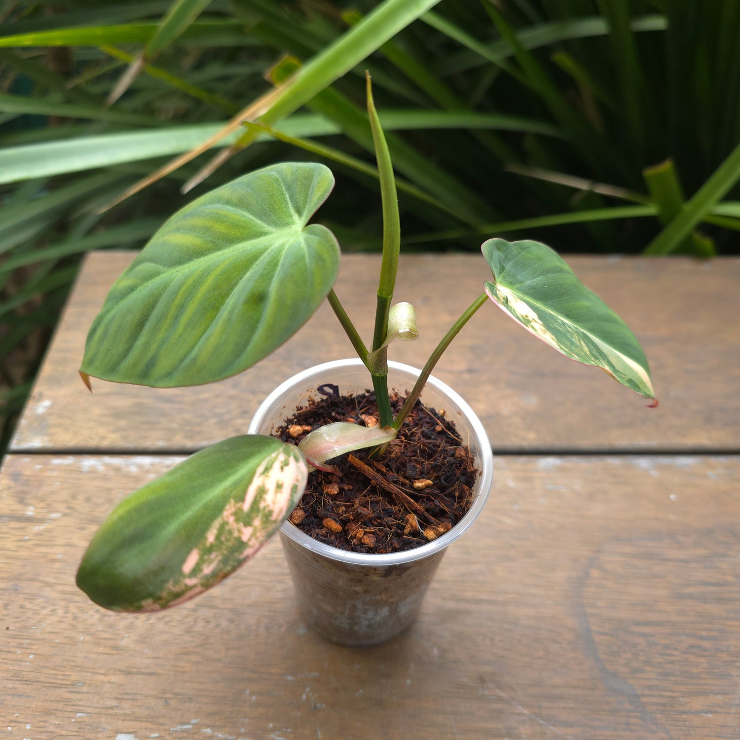 Rare Philodendron Micans Variegated established plant non tc (B)