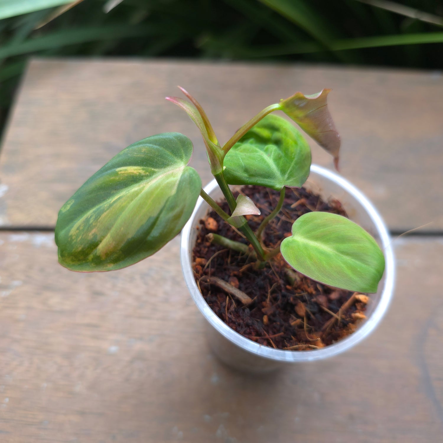 Rare Philodendron Micans Variegated established plant (C)