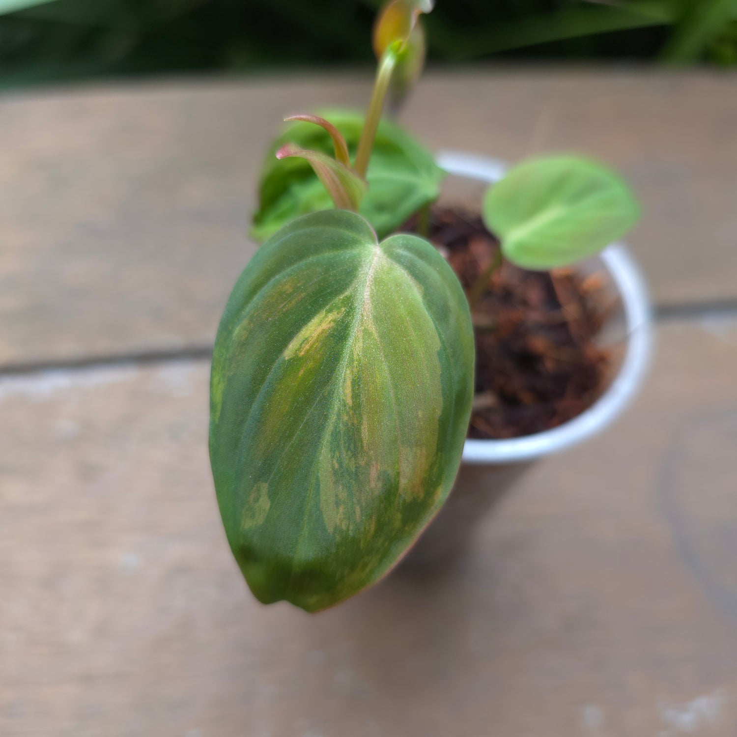 Rare Philodendron Micans Variegated established plant (C)