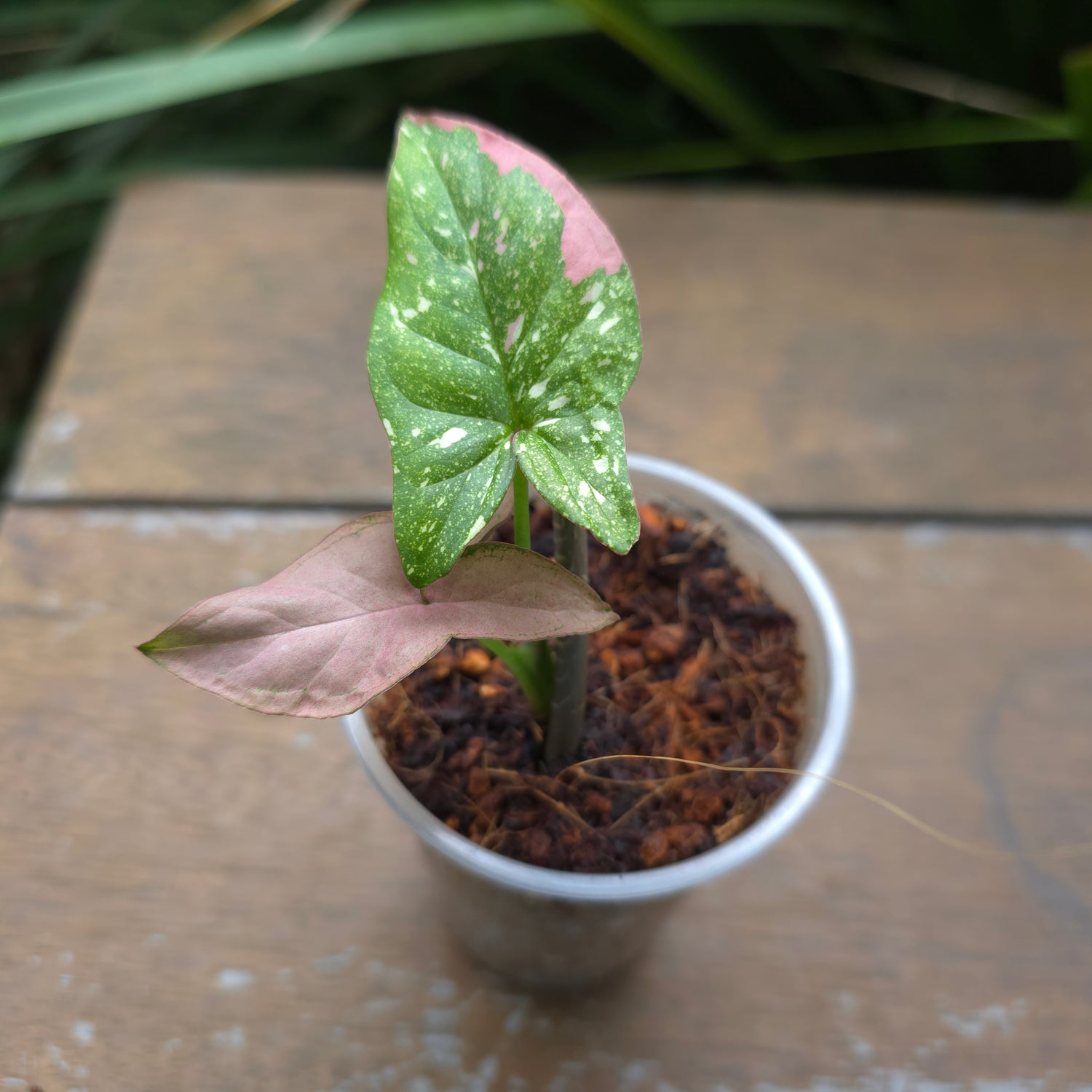 Rare Syngonium Redspot Tricolour established baby Plant (A) non tc