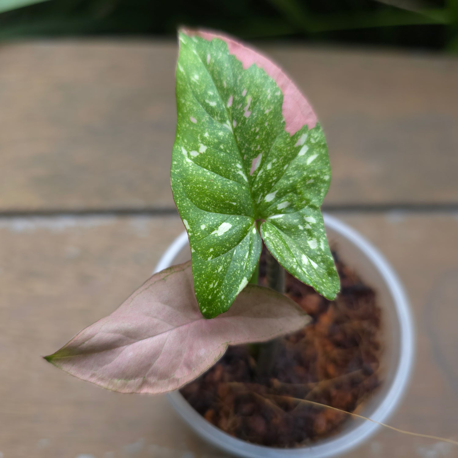 Rare Syngonium Redspot Tricolour established baby Plant (A) non tc