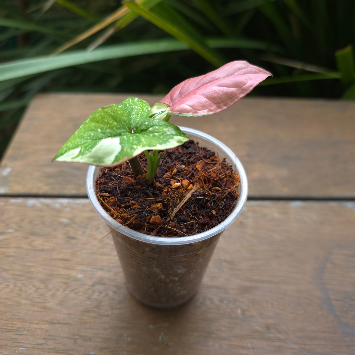 Rare Syngonium Redspot Tricolour established baby Plant (B) non tc