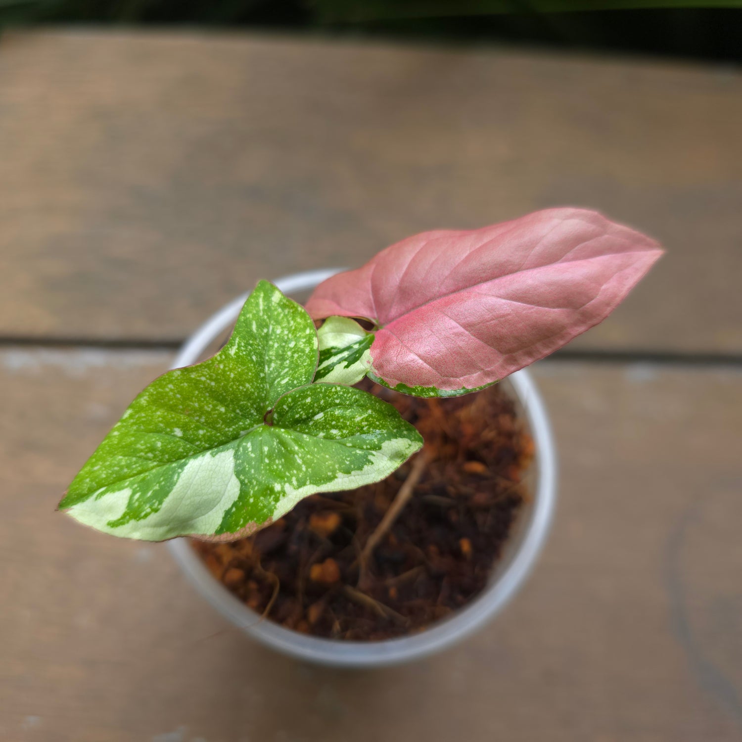 Rare Syngonium Redspot Tricolour established baby Plant (B) non tc