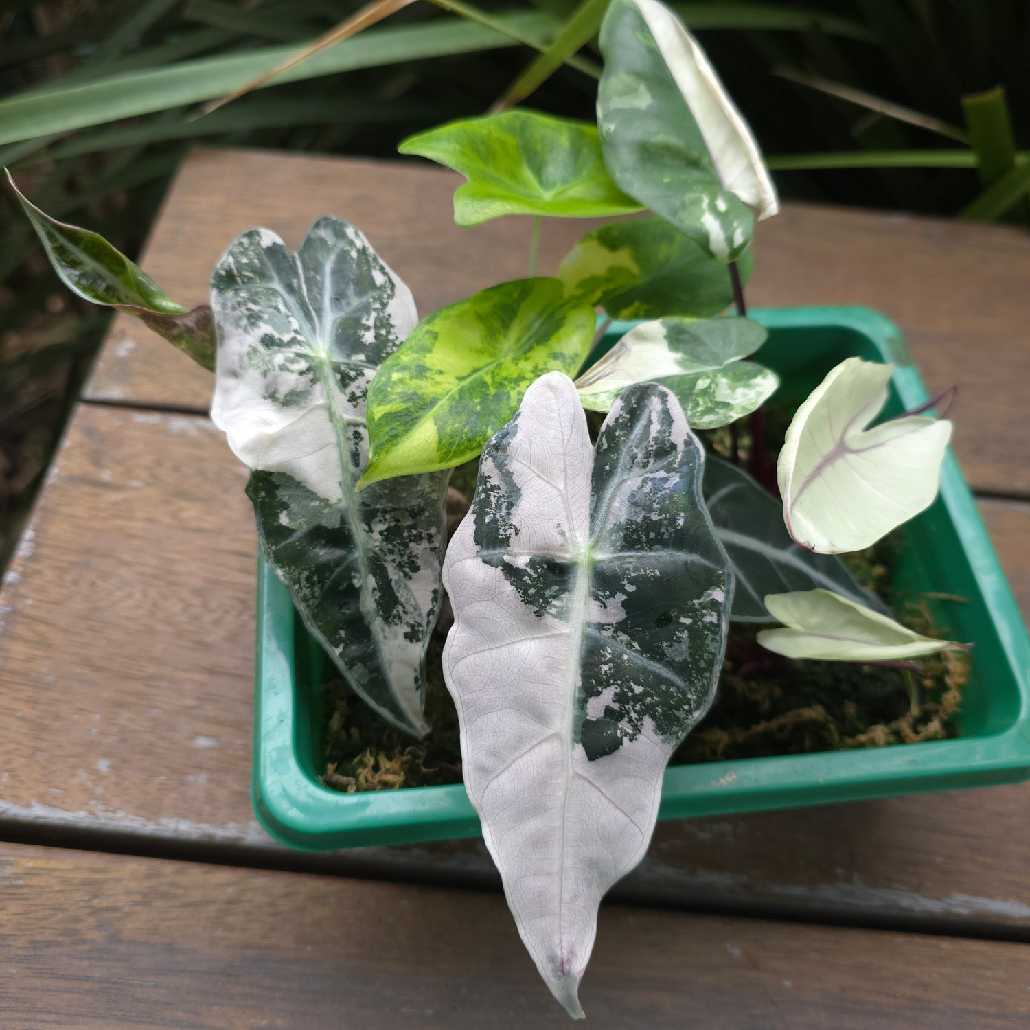 🌿Super Rare🌿 Alocasia Amazonica Variegated NON TC! baby plant (A)