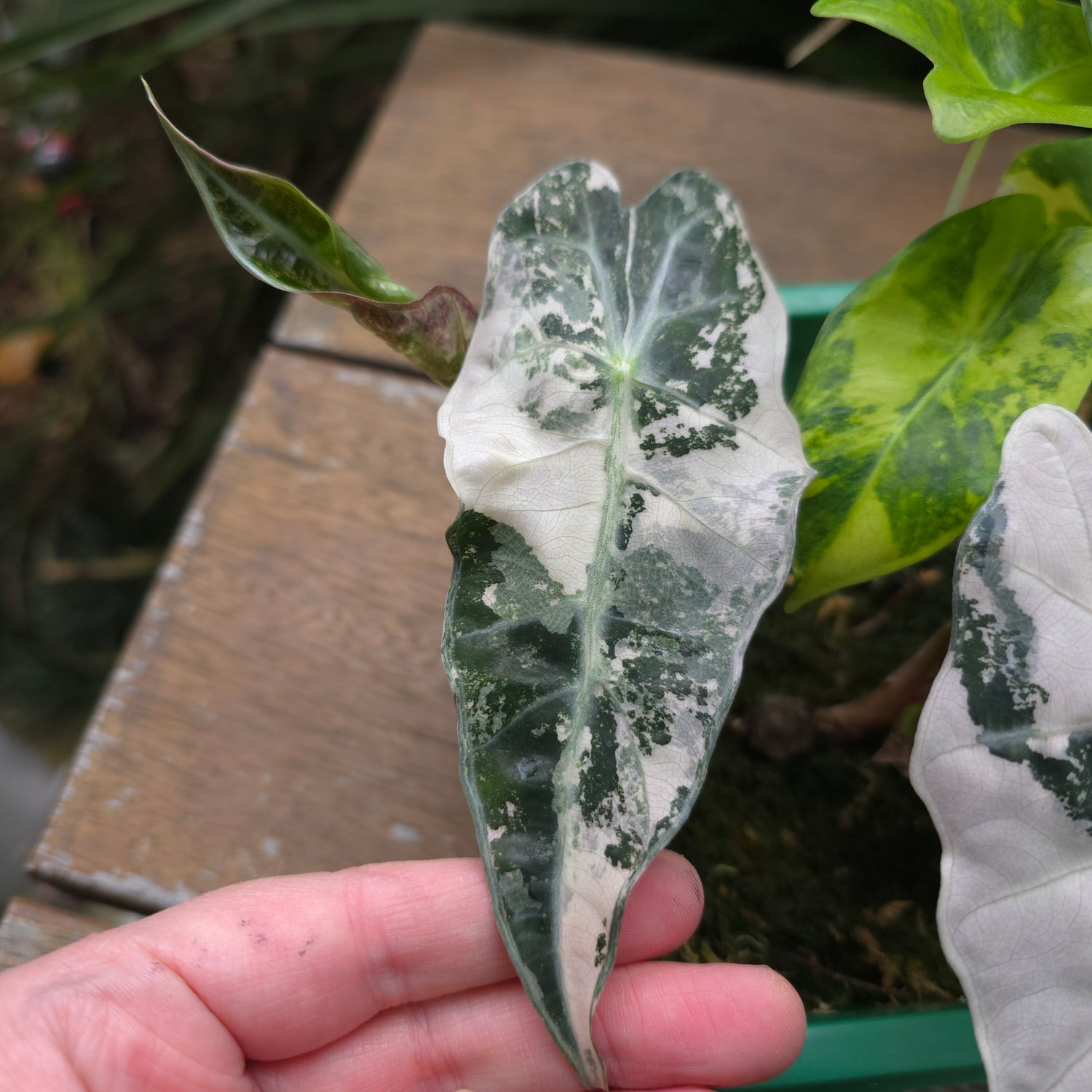 🌿Super Rare🌿 Alocasia Amazonica Variegated NON TC! baby plant (A)