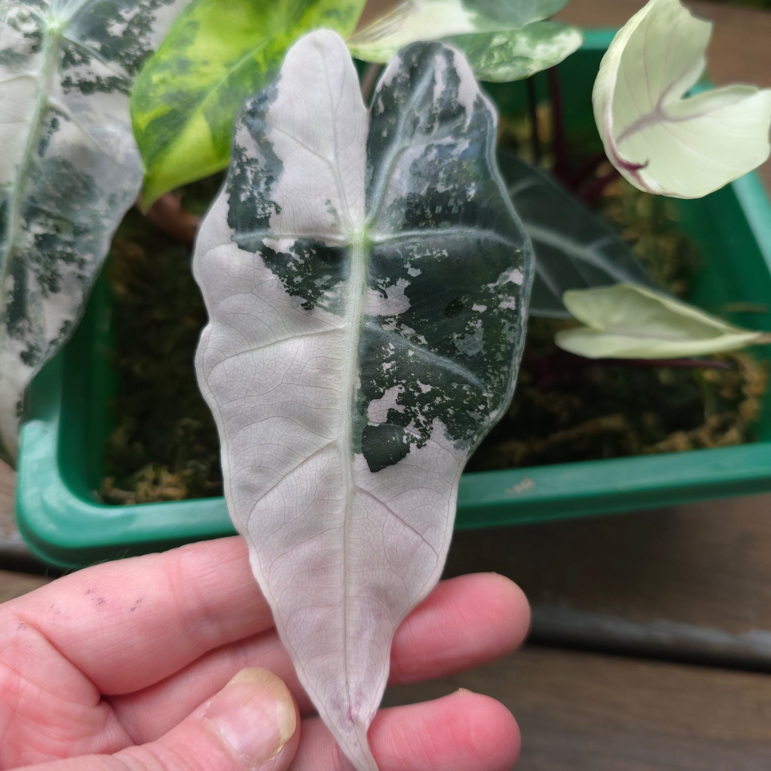 🌿Super Rare🌿Alocasia Amazonica Variegated non tc Baby Plant (B)