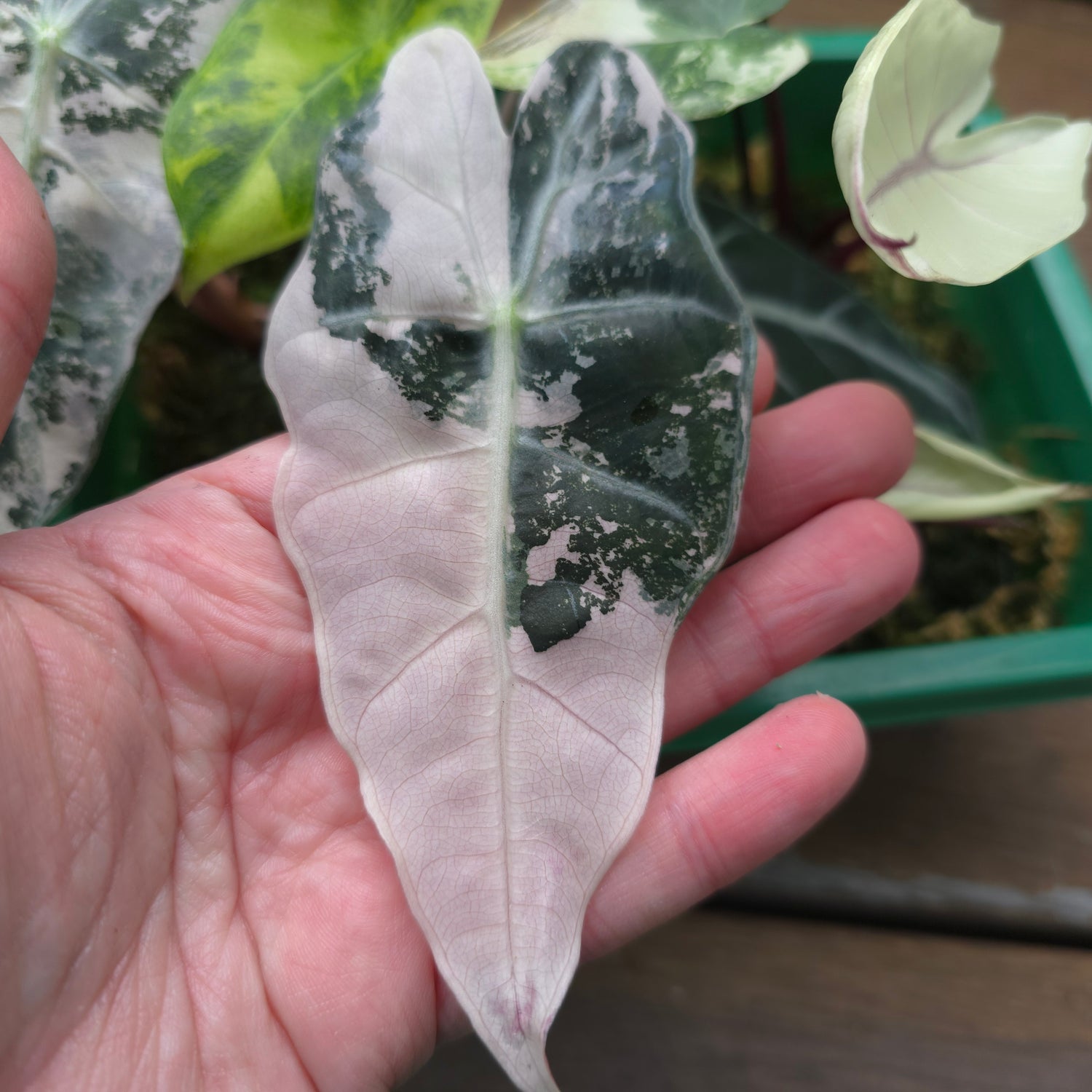 🌿Super Rare🌿Alocasia Amazonica Variegated non tc Baby Plant (B)