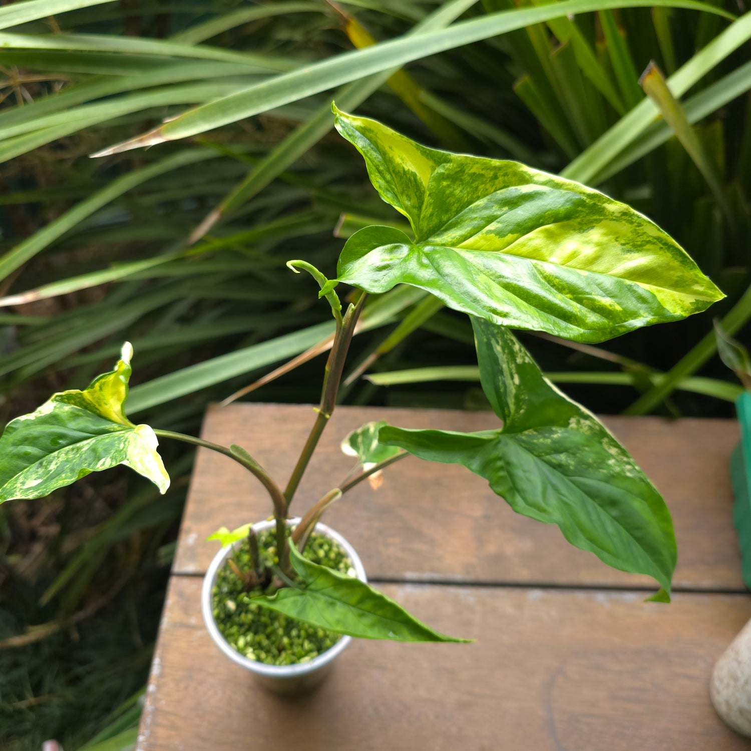 Rare Syngonium Aurea variegated established plant non tc