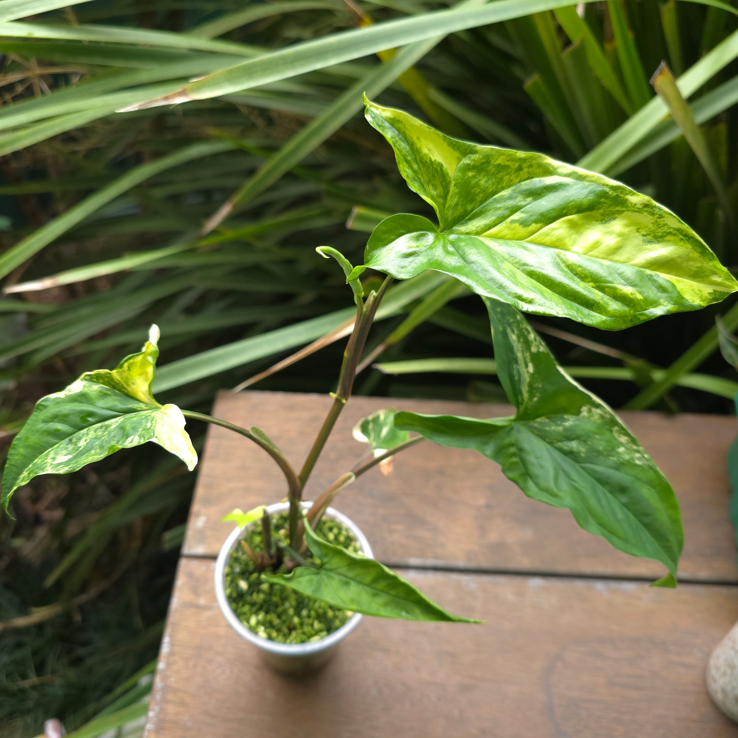 Rare Syngonium Aurea variegated established plant non tc