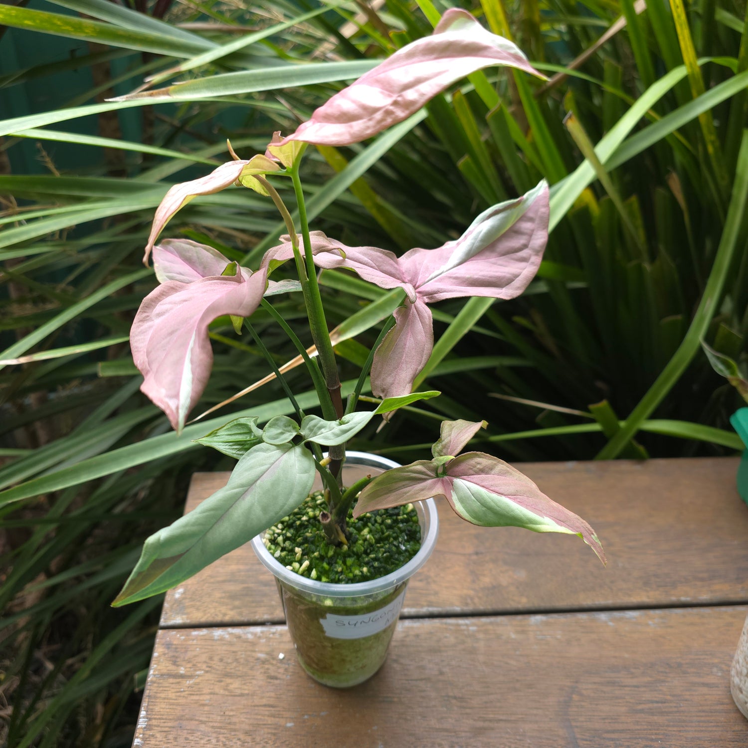 Rare Syngonium Strawberry Milk big established plant non tc