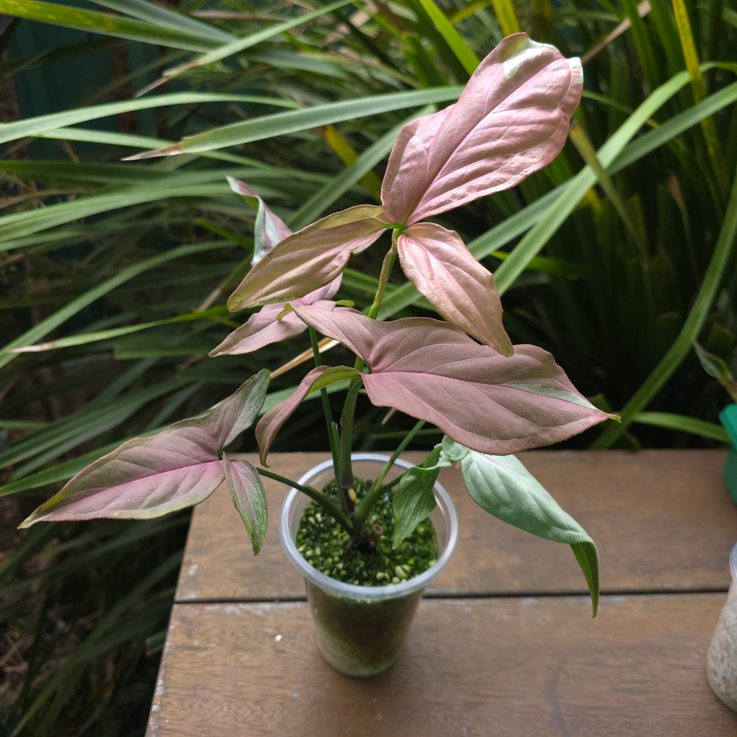 Rare Syngonium Strawberry Milk big established plant non tc