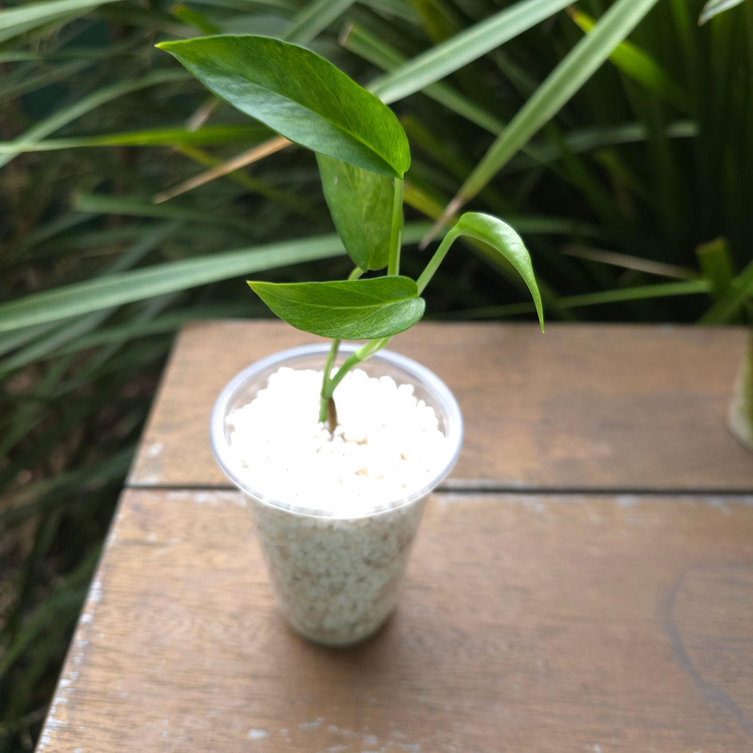 Rare Epipremnum Pinnatum Mint variegated established plant