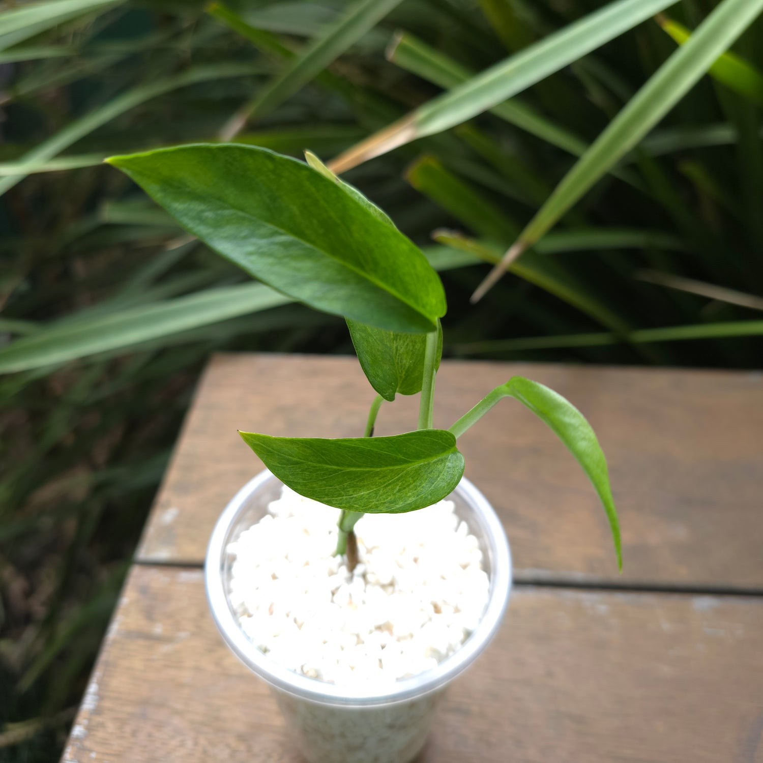 Rare Epipremnum Pinnatum Mint variegated established plant