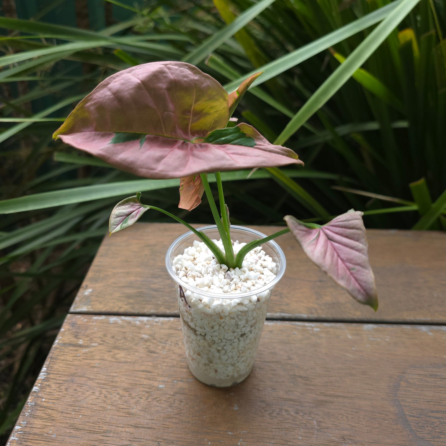 Rare Syngonium Beauty small plant non tc (A)