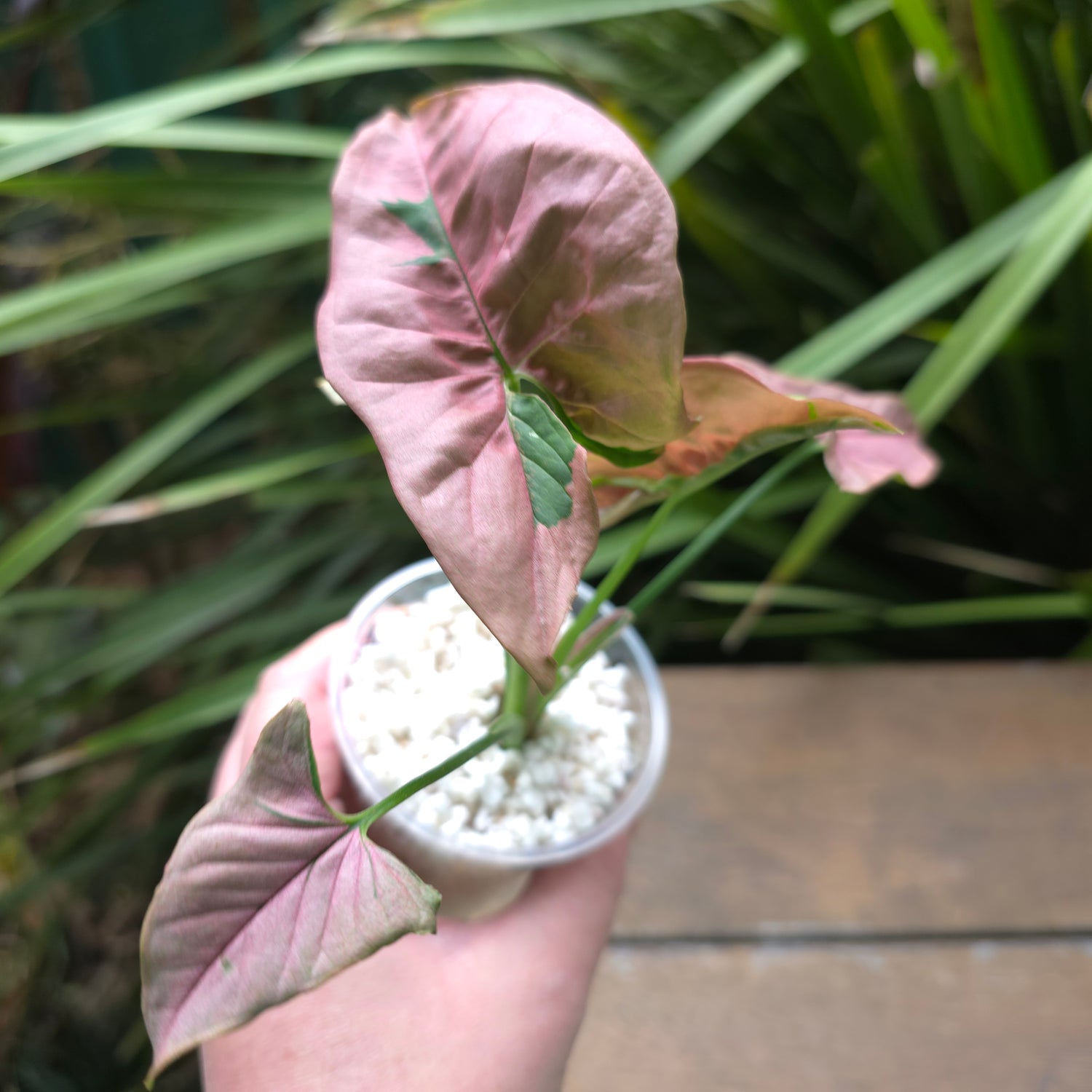 Rare Syngonium Beauty small plant non tc (A)