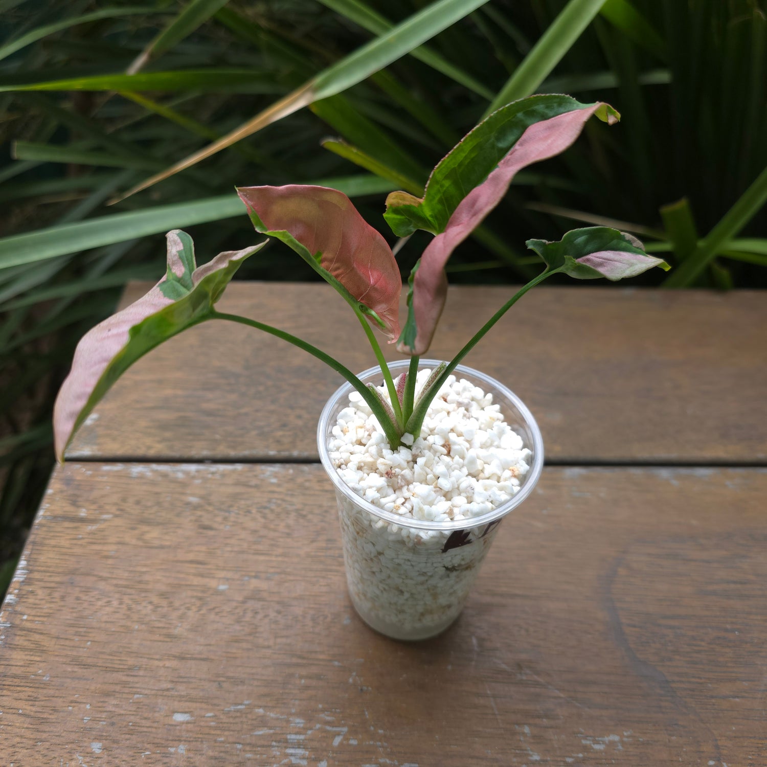 Rare Syngonium Beauty small plant non tc (B)