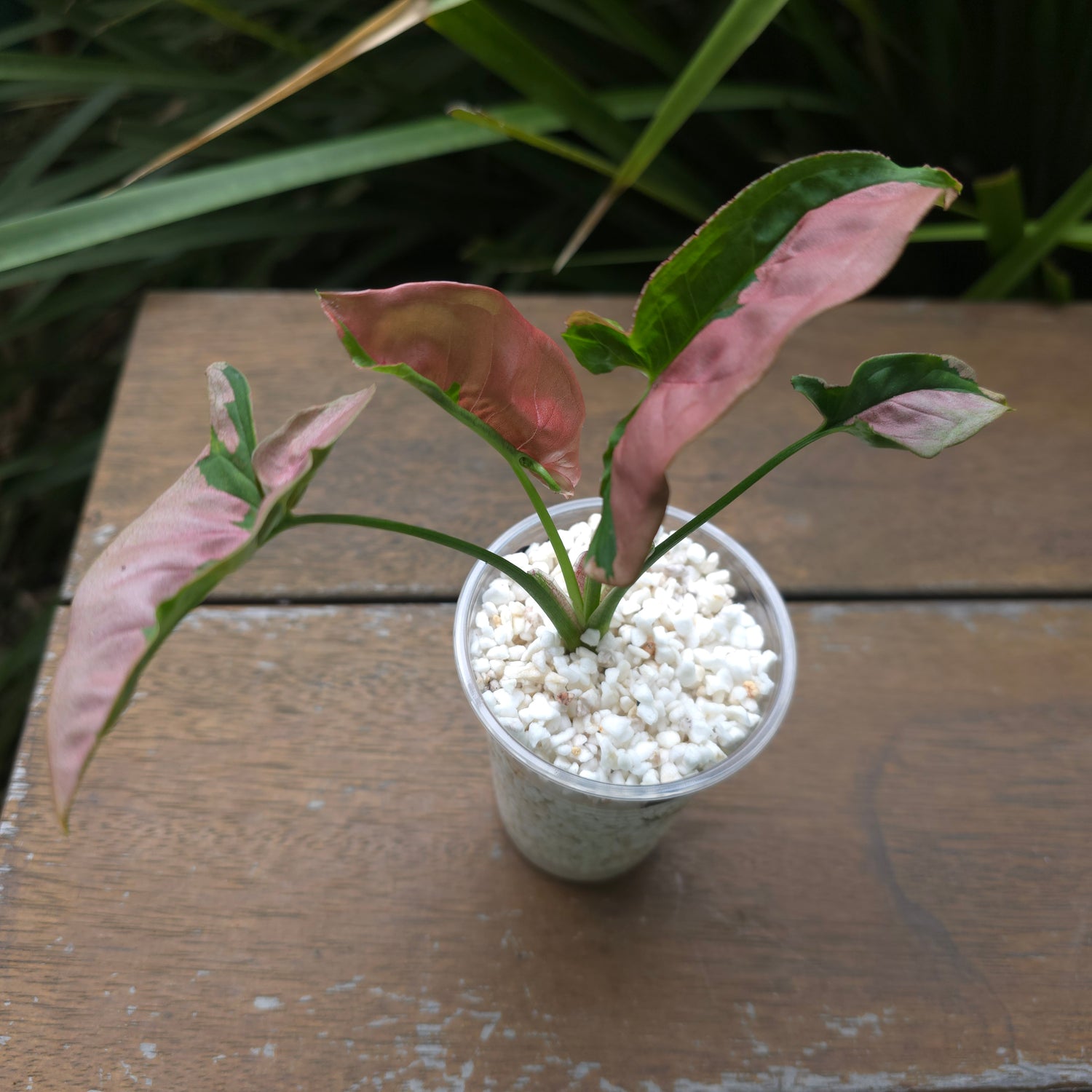 Rare Syngonium Beauty small plant non tc (B)