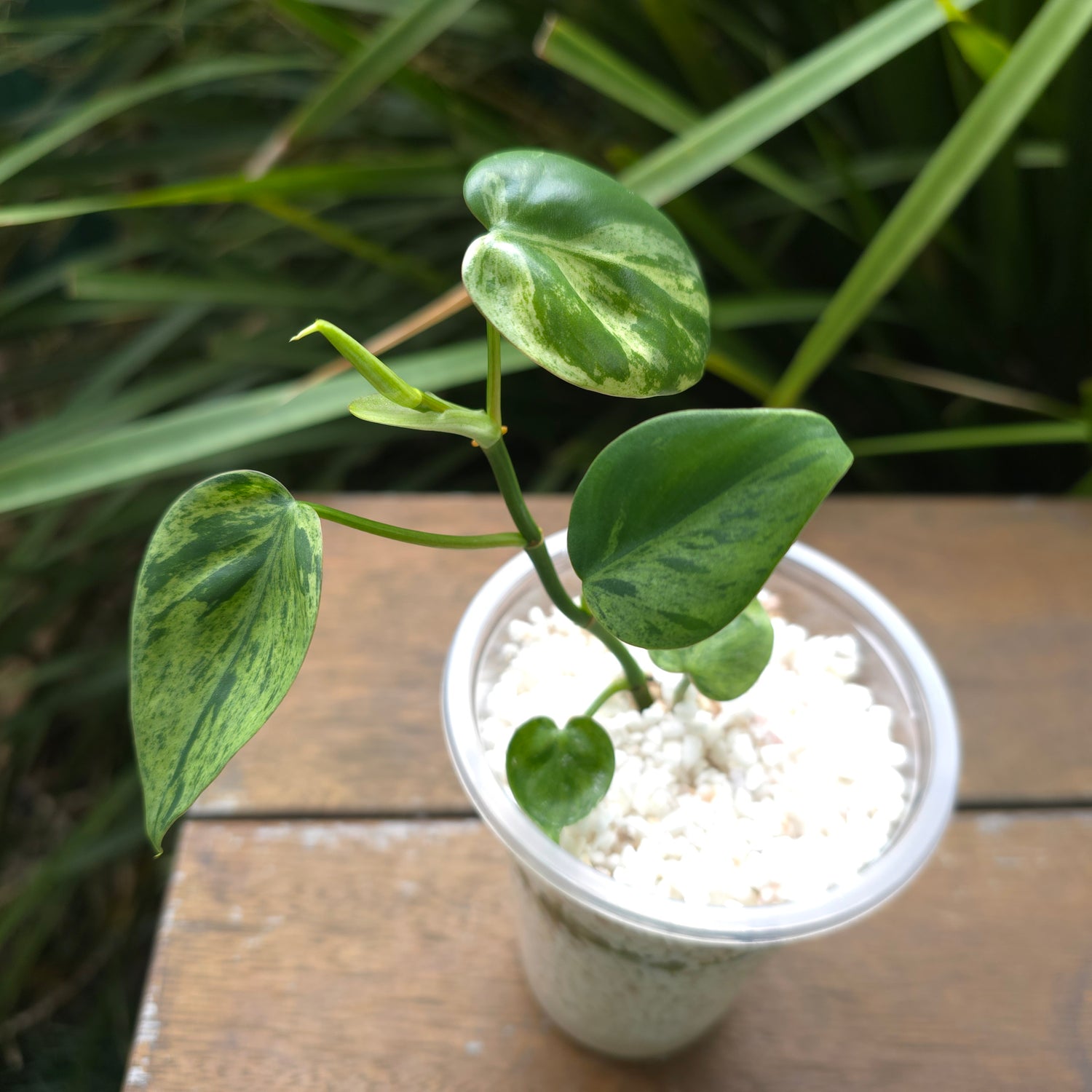 Rare Philodendron Heartleaf variegated established plant (B)