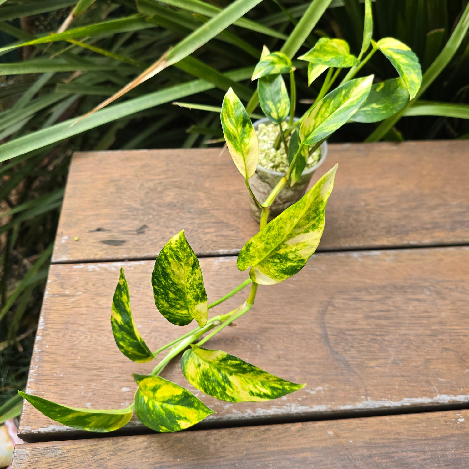 Rare Epipremnum Pinnatum Aurea variegated established Plant (A)