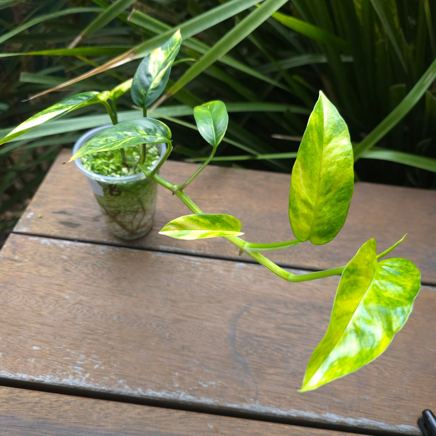 Rare Epipremnum Pinnatum Aurea Variegated established plant (B)