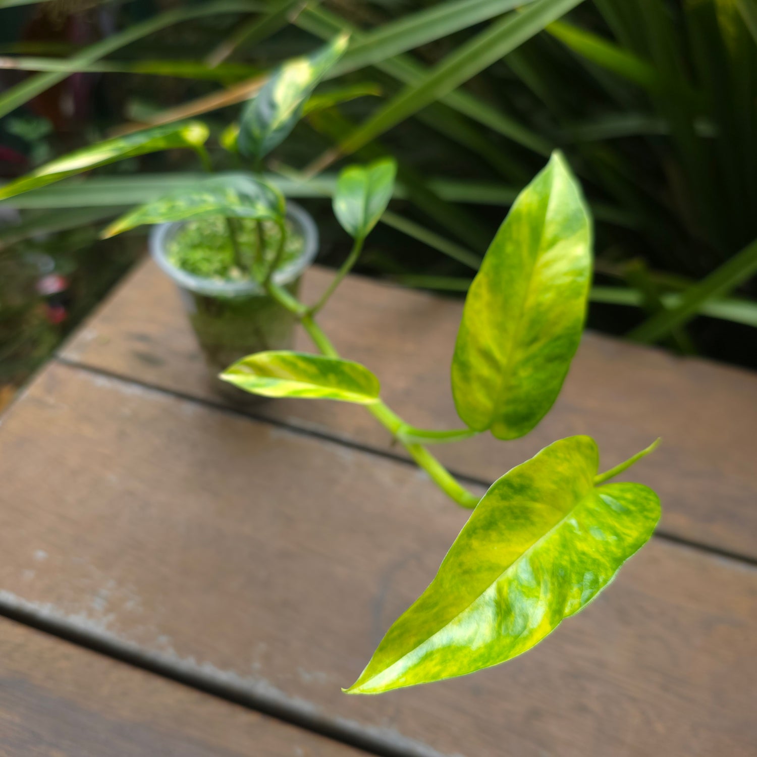 Rare Epipremnum Pinnatum Aurea Variegated established plant (B)