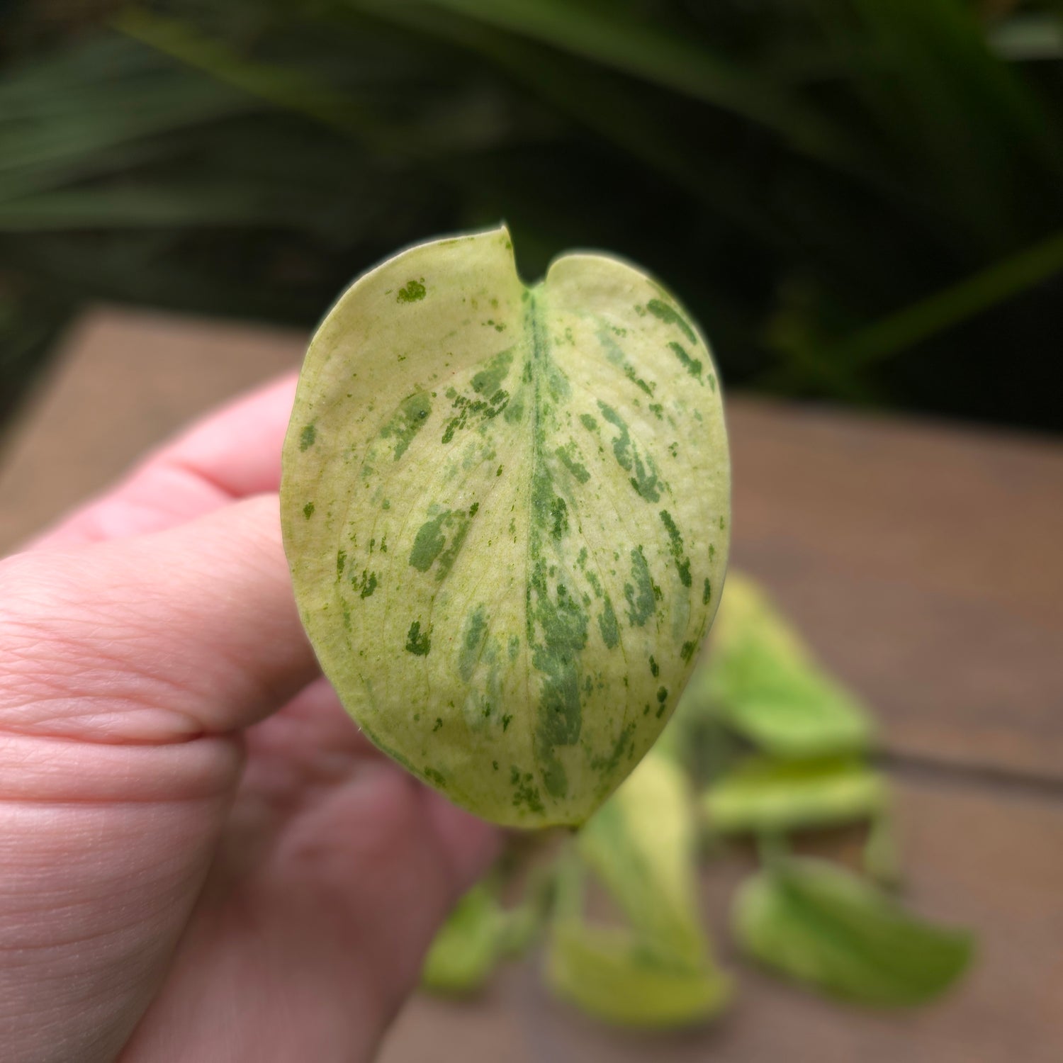 Rare Scindapsus Jade Satin white Mint Variegated UNROOTED cuttings,16 avail,randomly selected