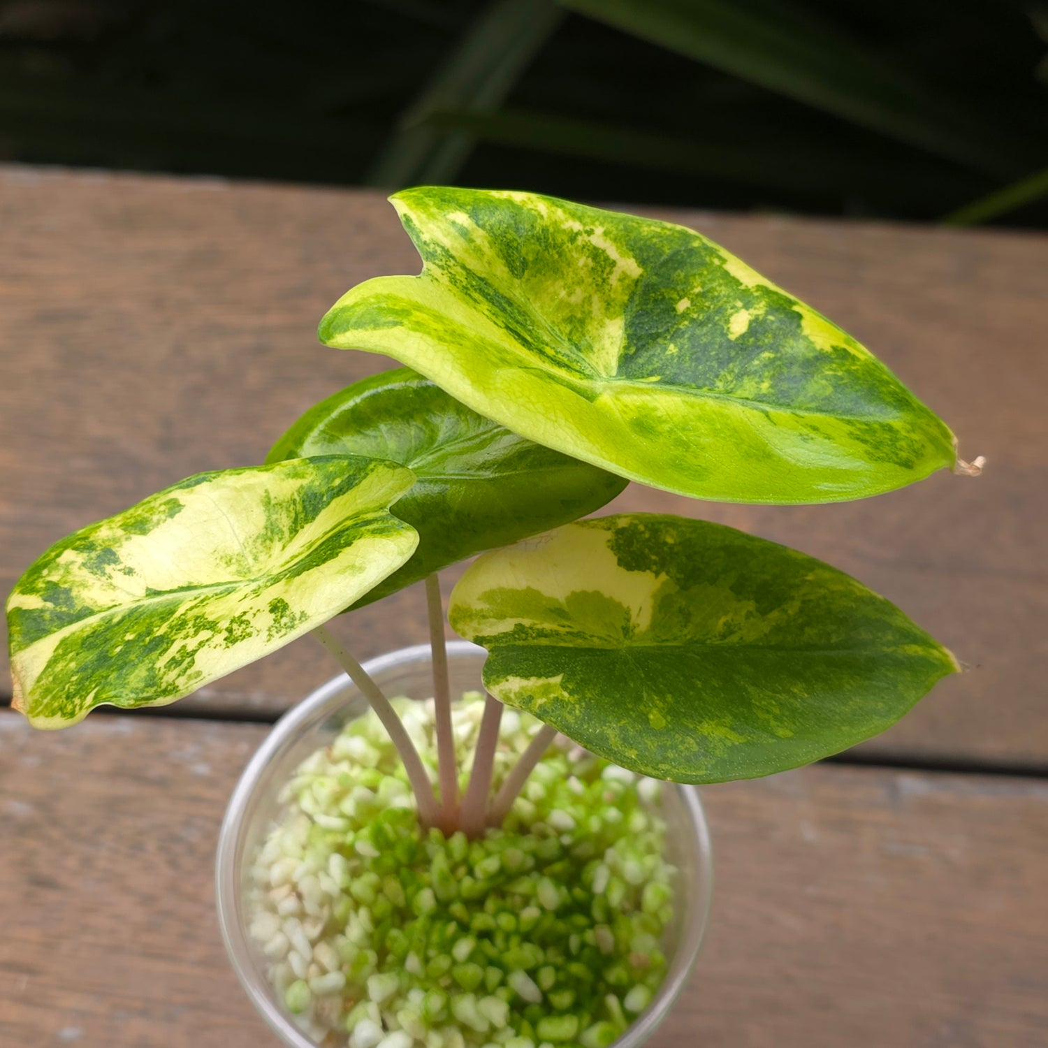 Alocasia Pink Dragon Variegated baby plant TC Plant