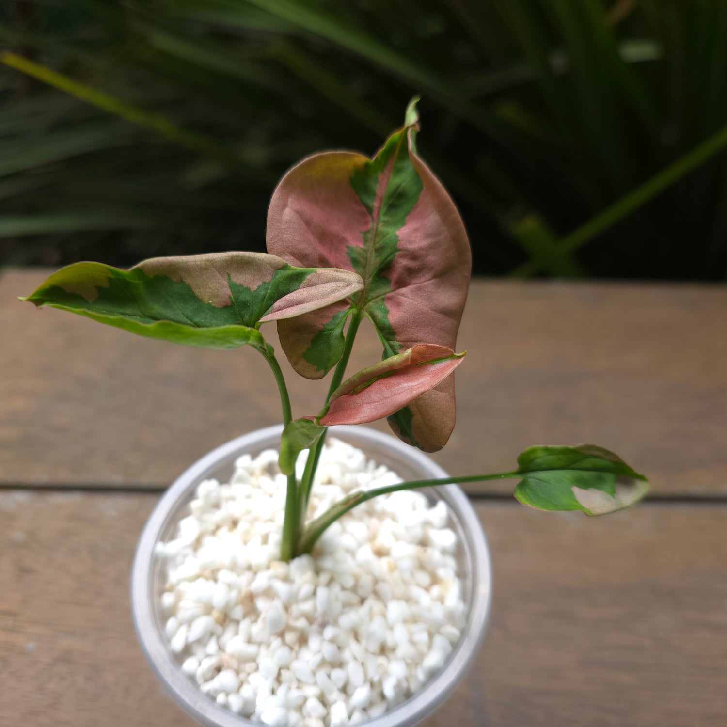 Rare Syngonium Beauty small plant non tc